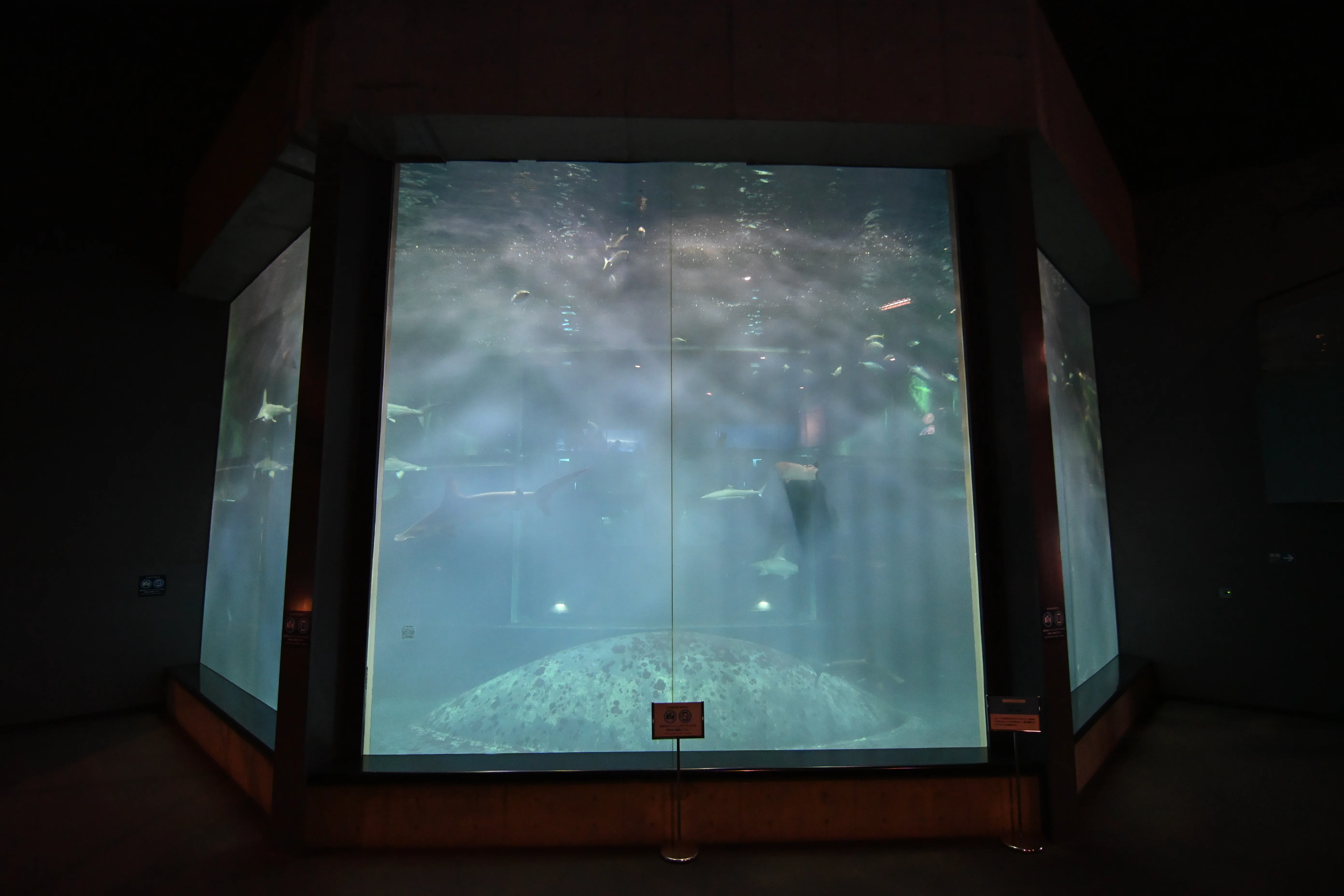 20251130_葛西臨海水族園【Nikon Z50IIと水族館】｜山ネズミ