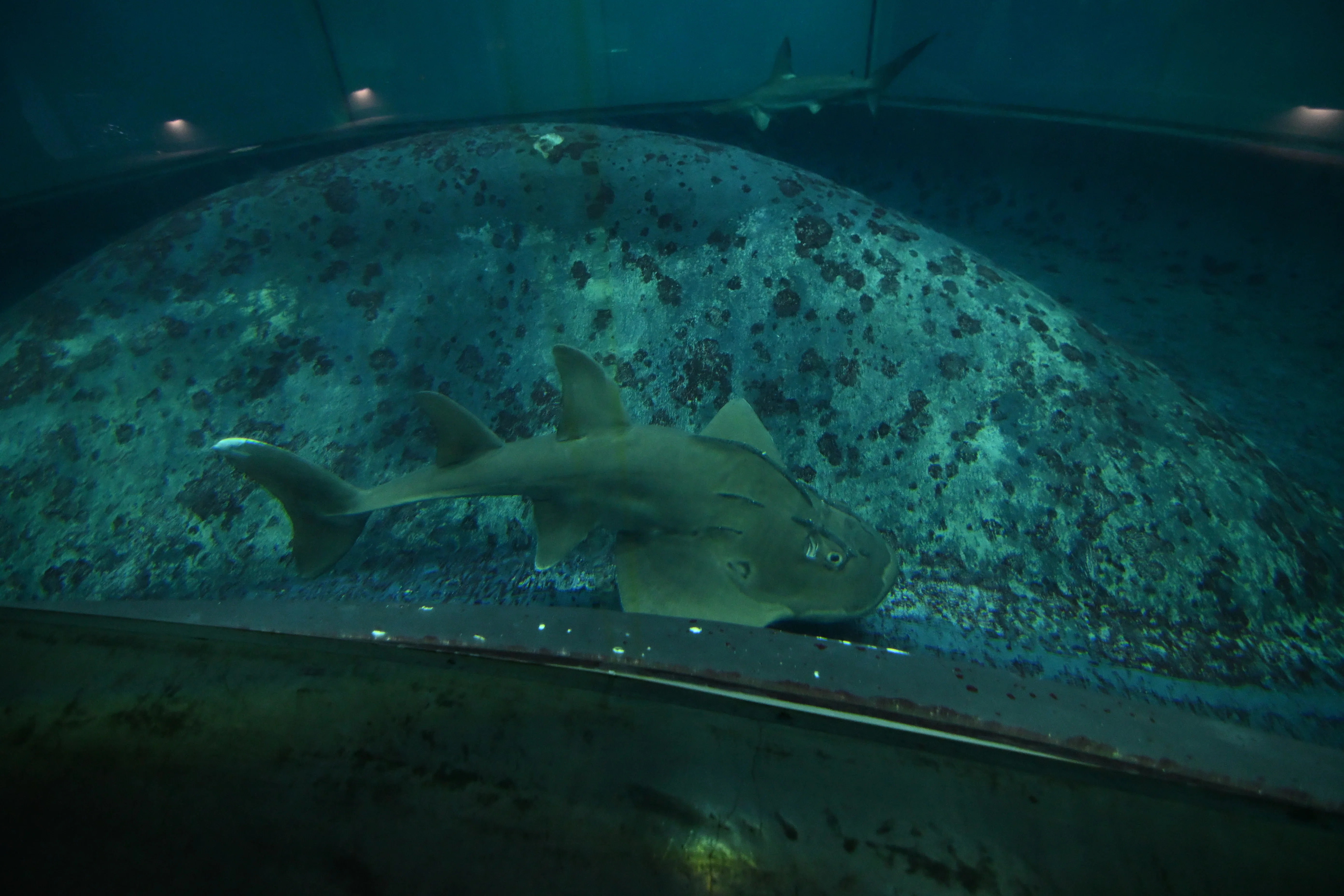 20251130_葛西臨海水族園【Nikon Z50IIと水族館】｜山ネズミ