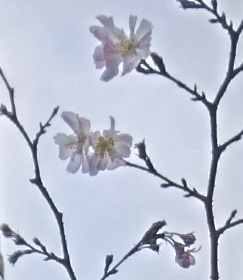 この季節に、サクラ、でした｜haruka