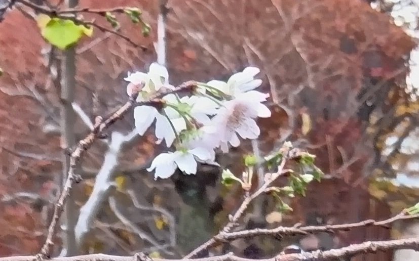 この季節に、サクラ、でした｜haruka