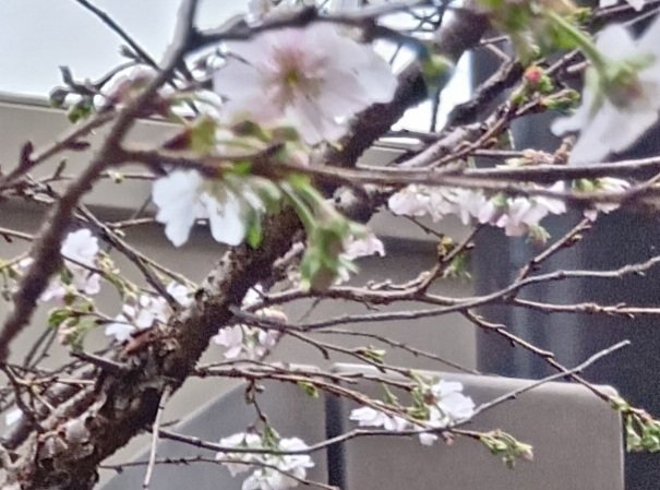 この季節に、サクラ、でした｜haruka