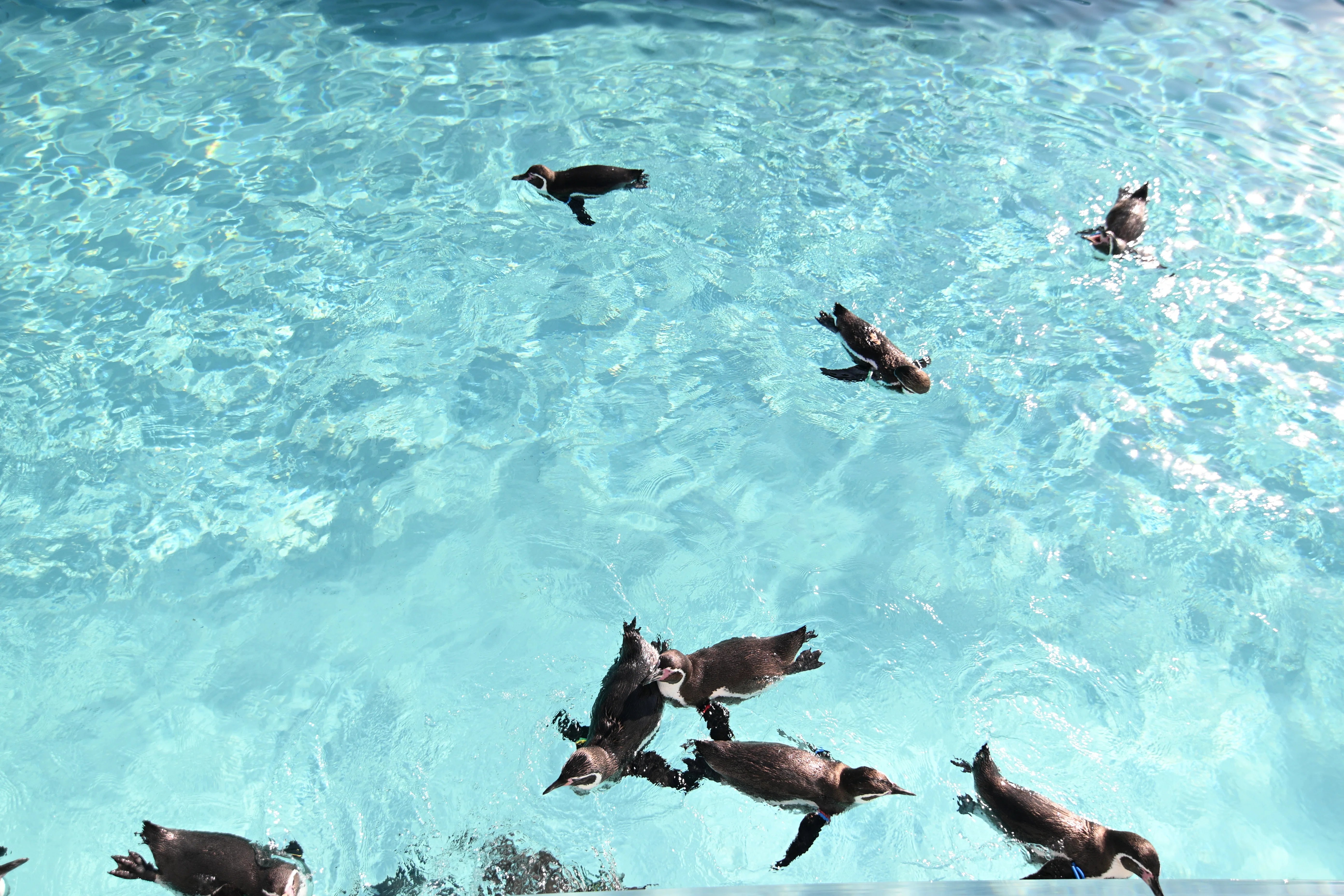 20251130_葛西臨海水族園【Nikon Z50IIと水族館】|山ネズミ 20251130_葛西臨海水族園【Nikon Z50IIと水族館】|山ネズミ