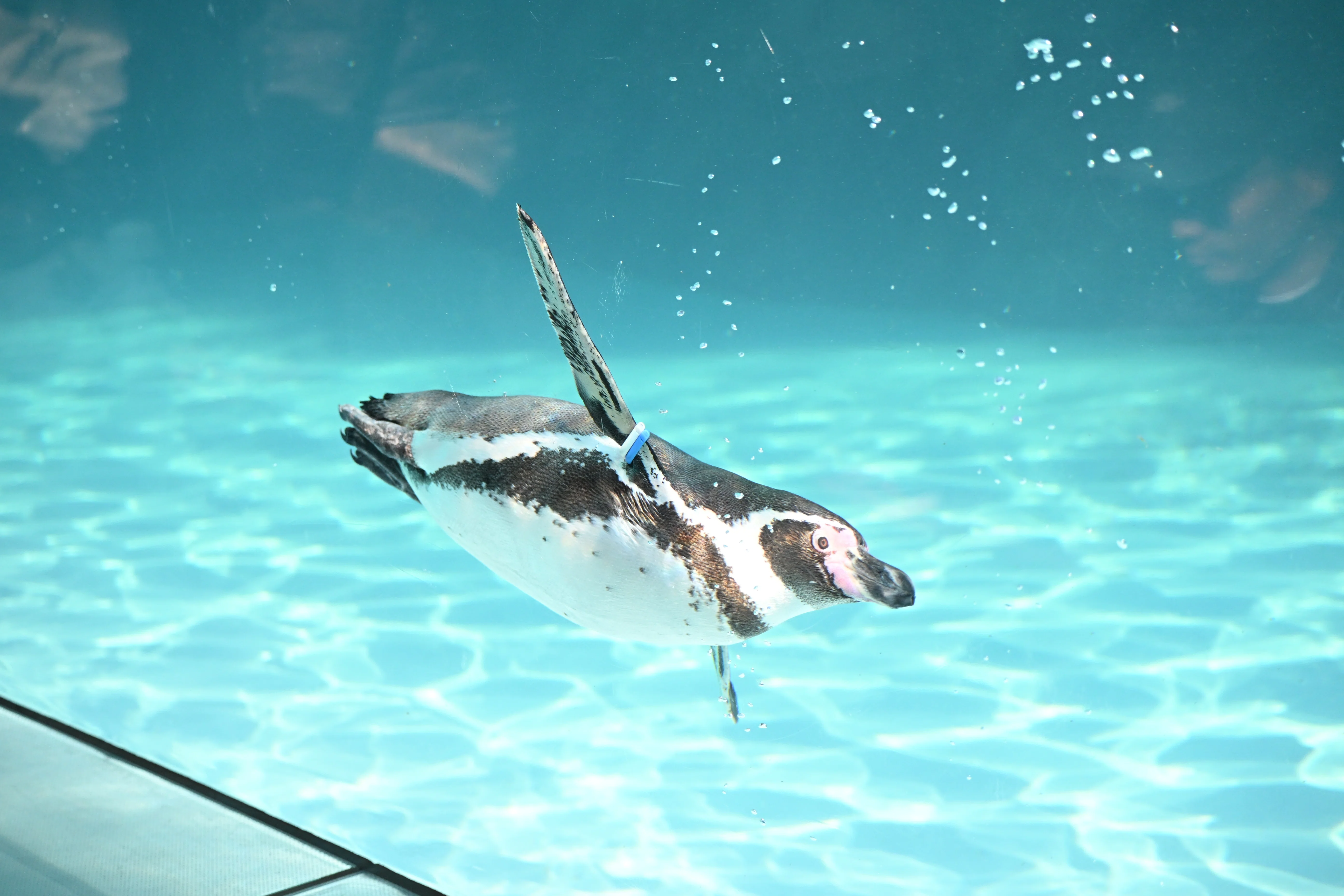 20251130_葛西臨海水族園【Nikon Z50IIと水族館】｜山ネズミ