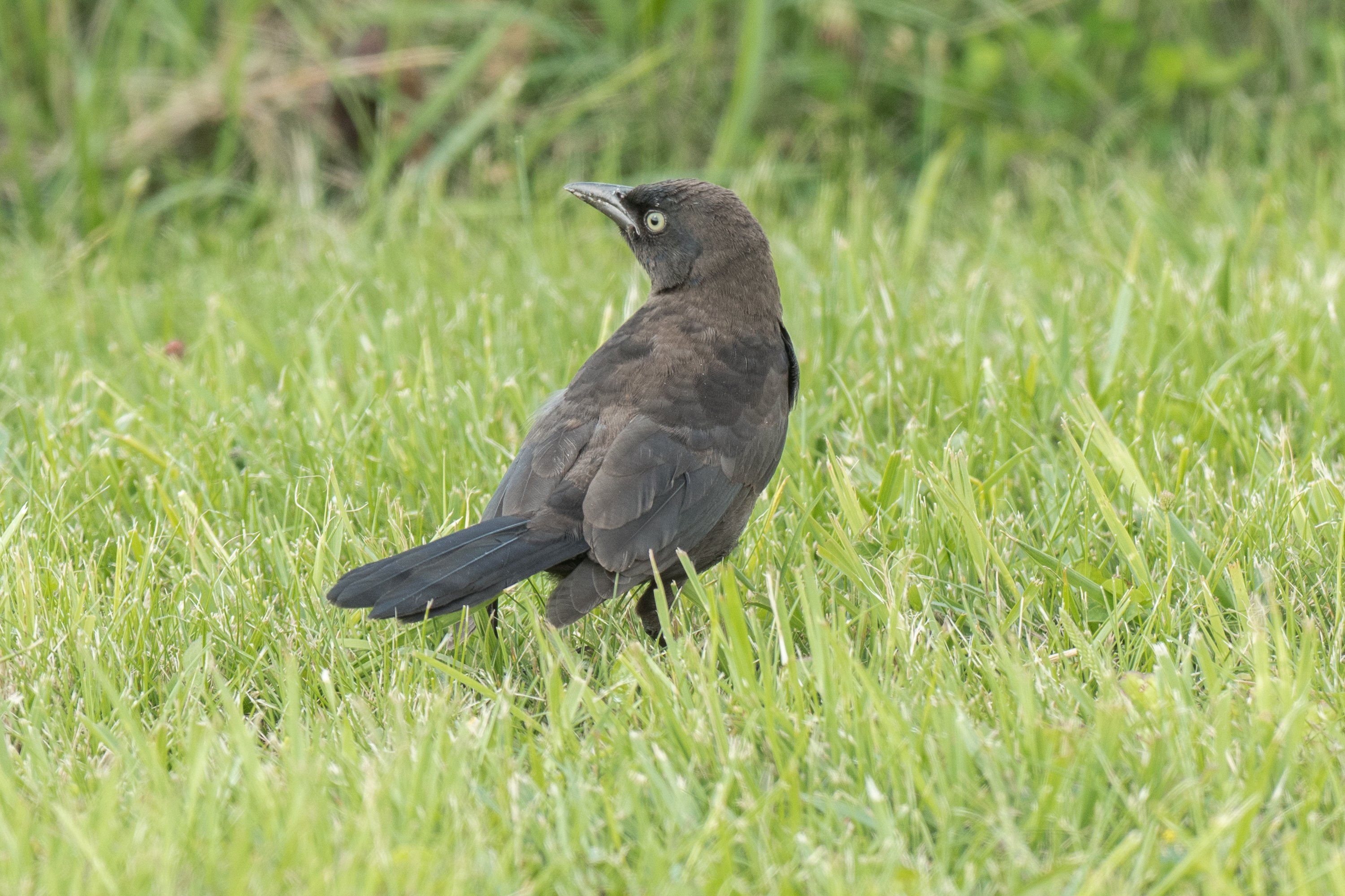 シカゴでバードウォッチング！】 Common Grackle オオクロムクドリ
