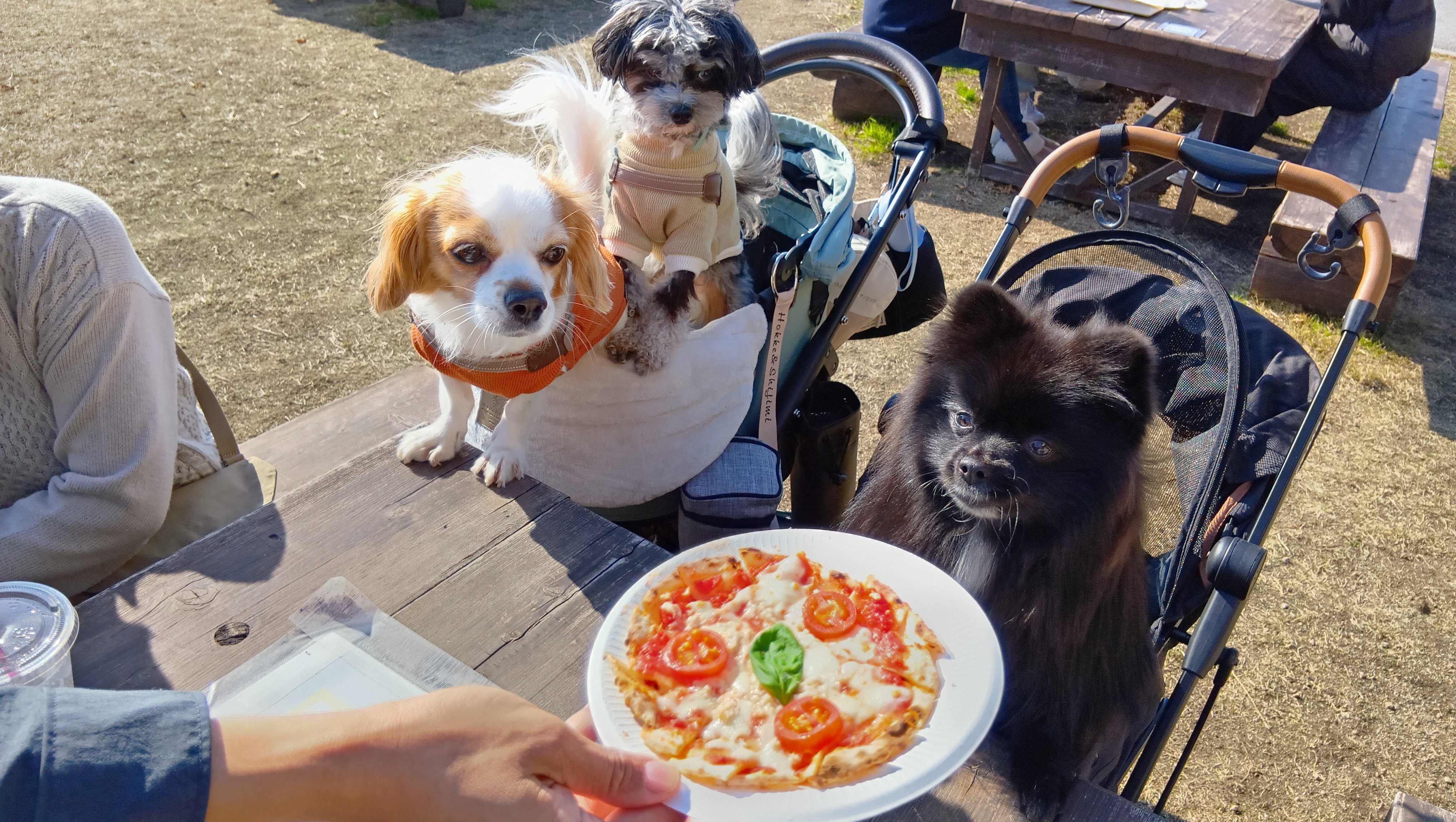 113 わんことおでかけ#せせらぎの里こうら｜ささみ