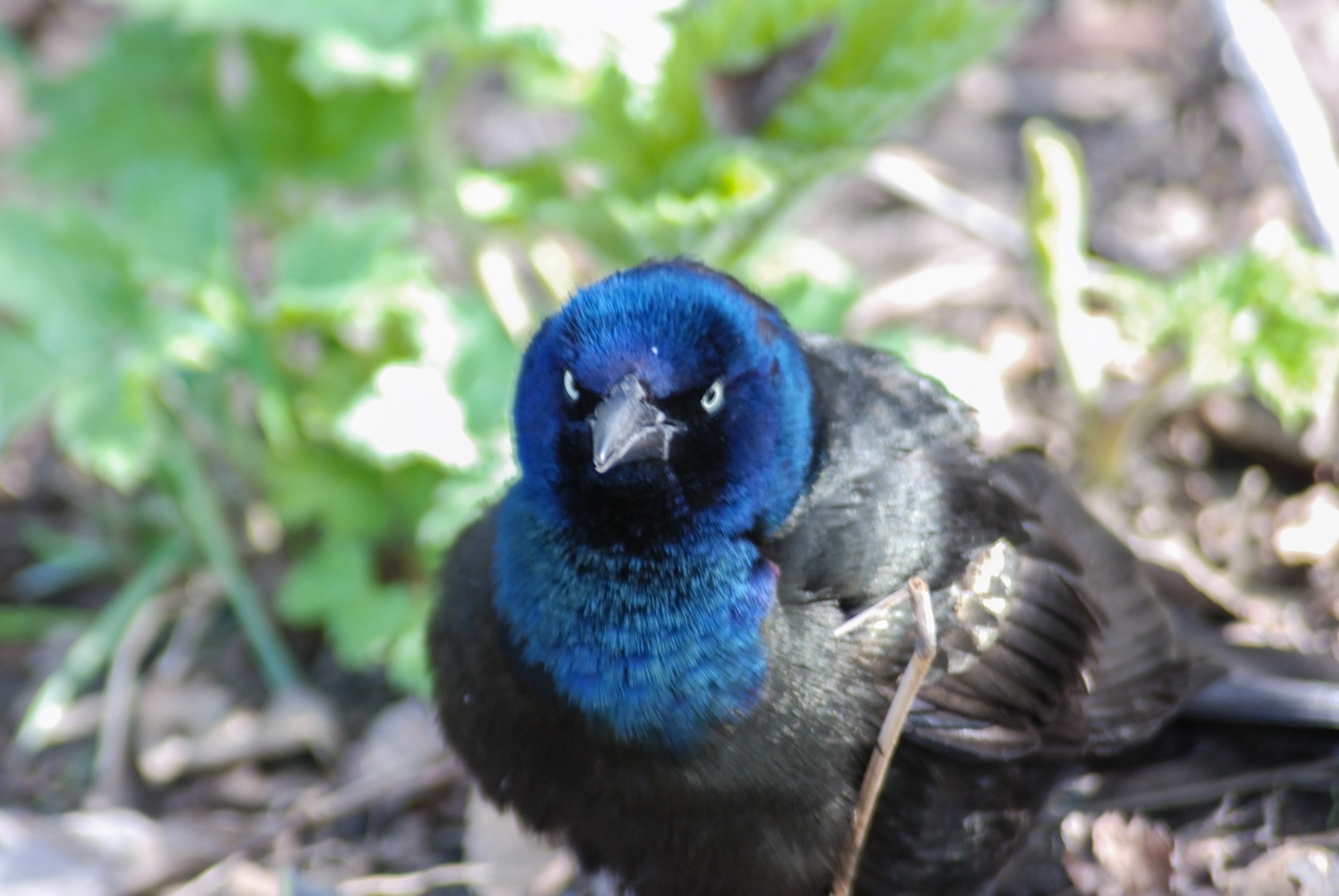 シカゴでバードウォッチング！】 Common Grackle オオクロムクドリ