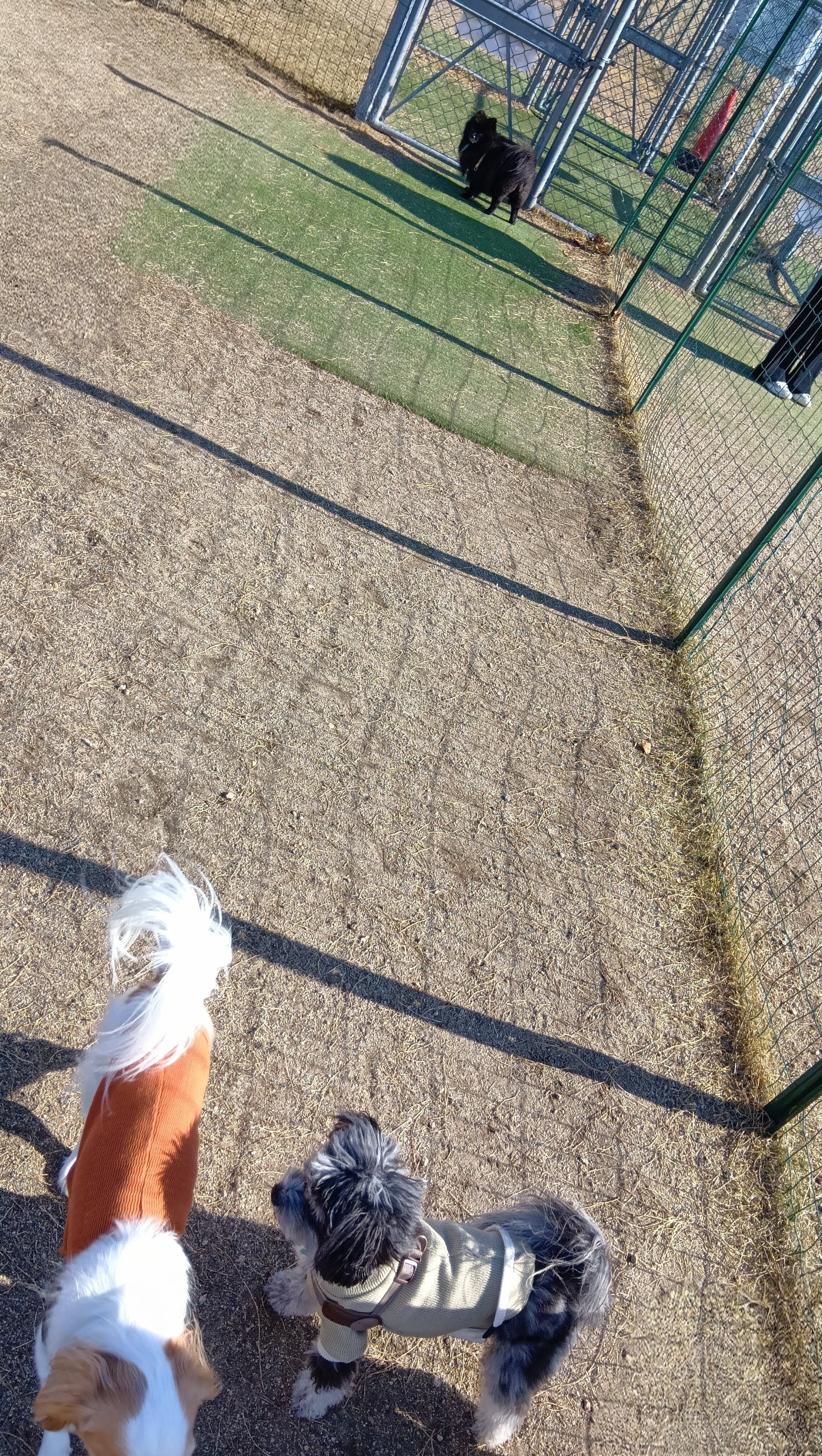 113 わんことおでかけ#せせらぎの里こうら｜ささみ