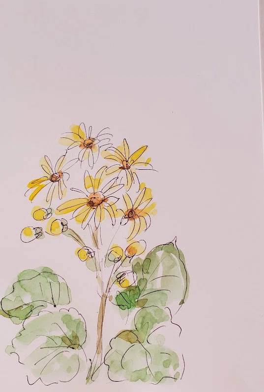 ツワブキのお花のイラスト5分ほどで描く🌸￥100のボールペンとハガキ