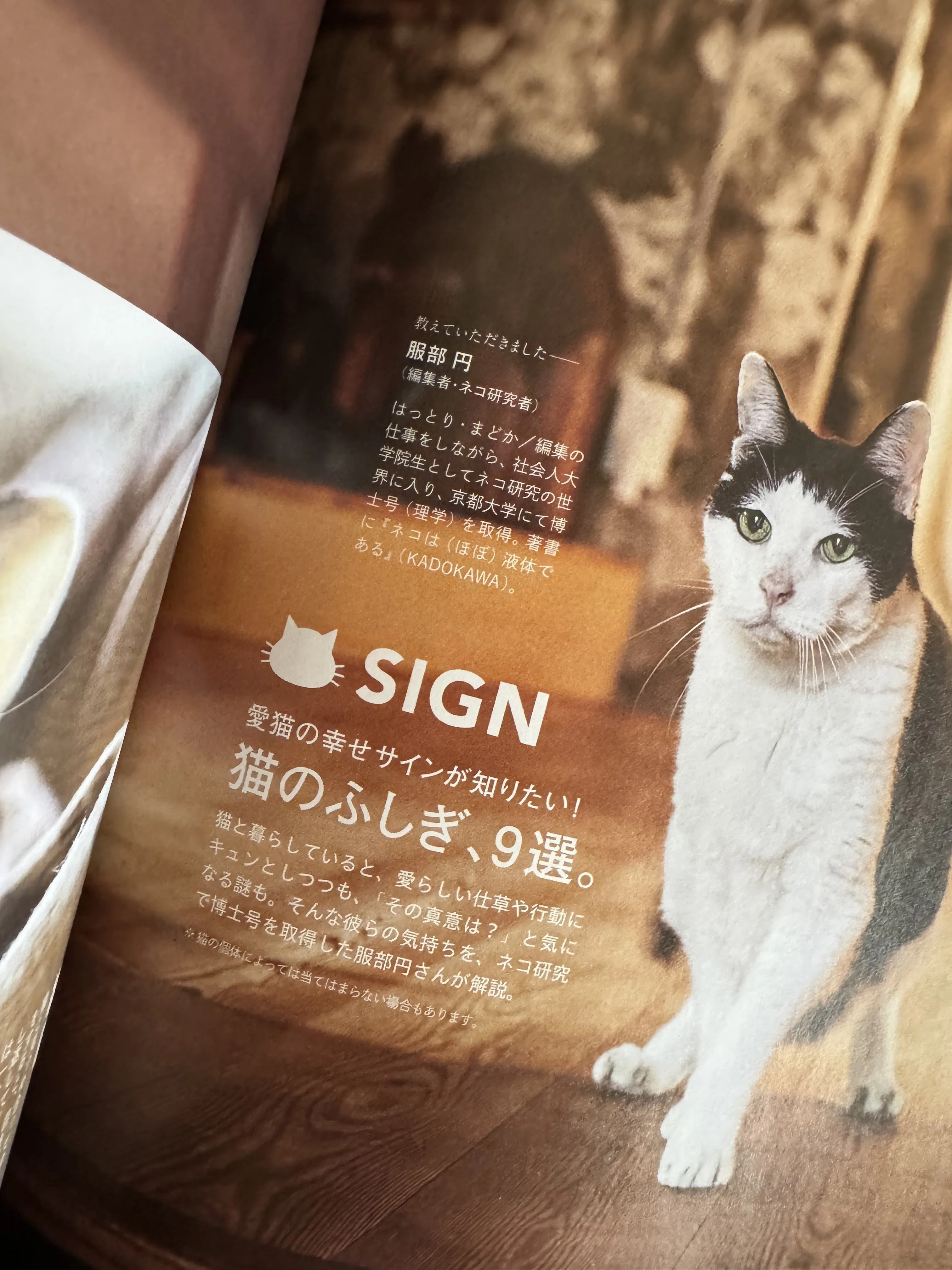 猫の服人 猫 猫 ネコ ねこ 猫語録 柿渋染め リメイク服 ハンドメイド服 