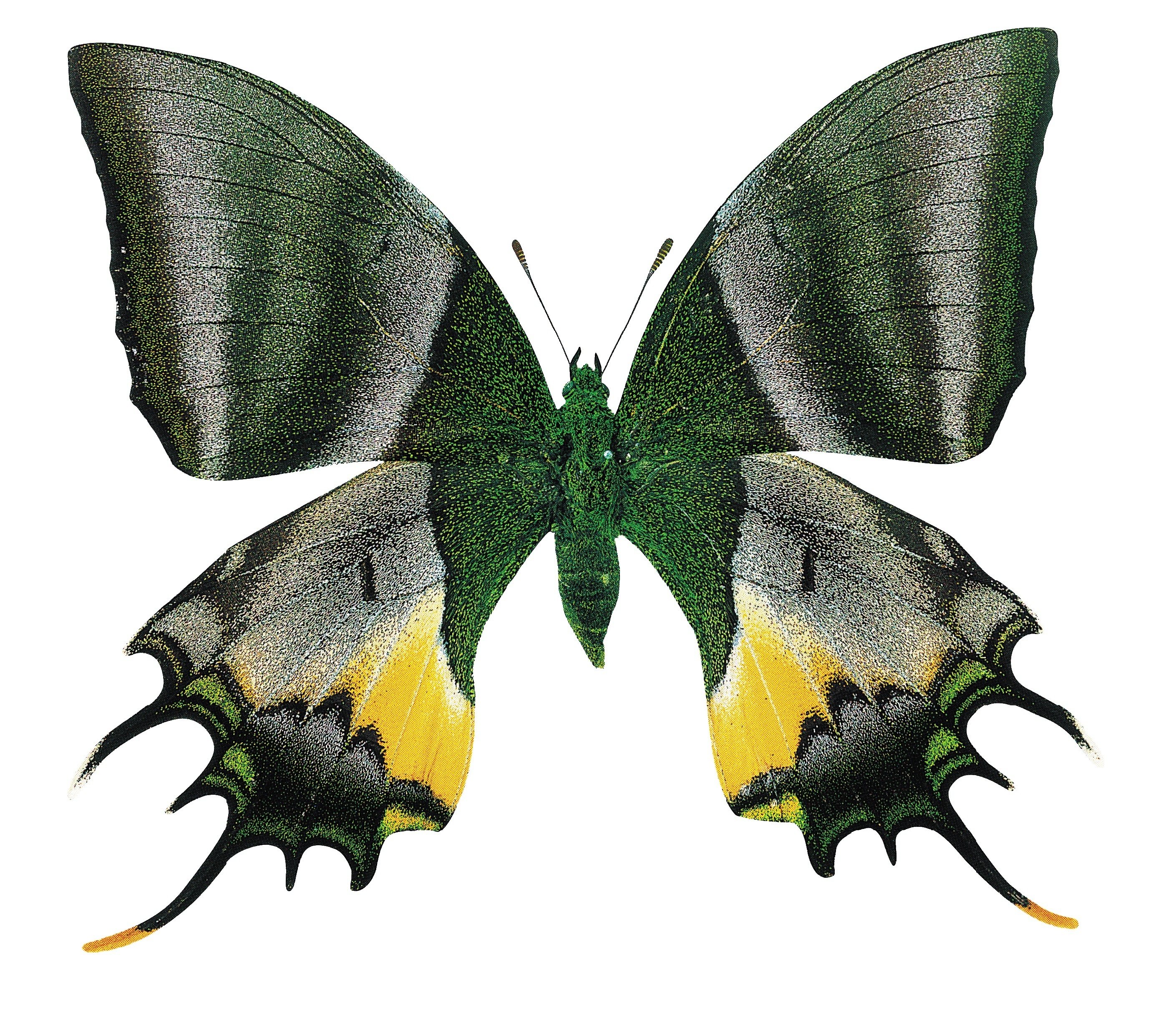 高野秀行さんを驚かせた名著！ 知られざる探検家による「どえりゃすげ