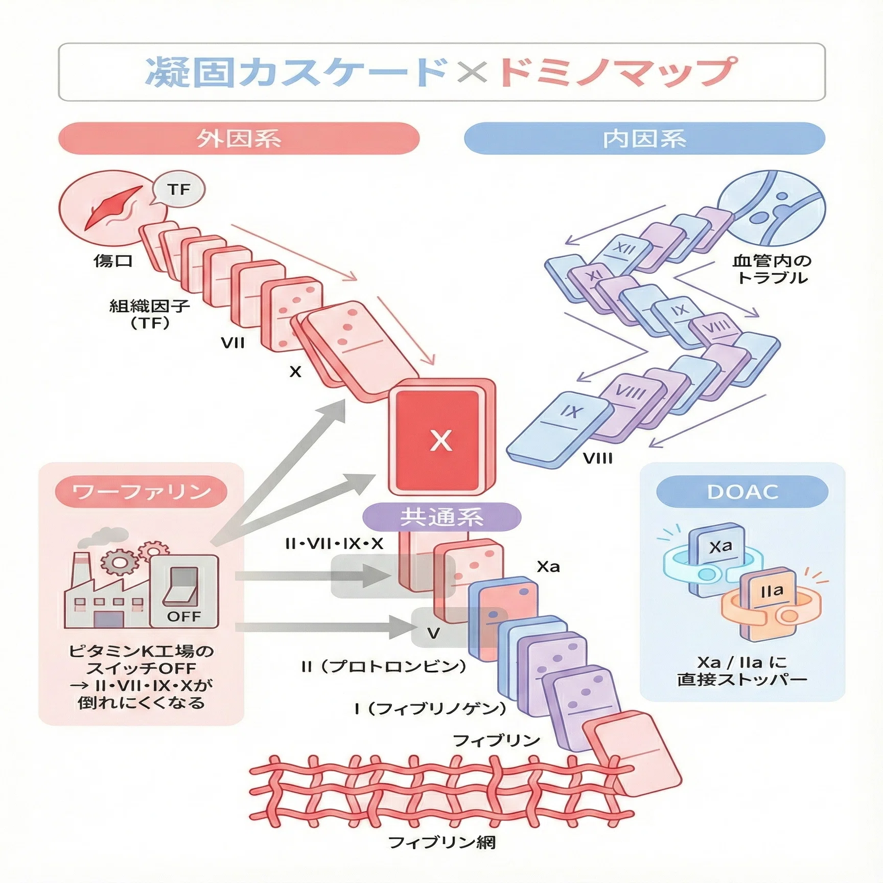 ドミノで理解する「凝固カスケード」～ワーファリン vs DOAC、PT-INR