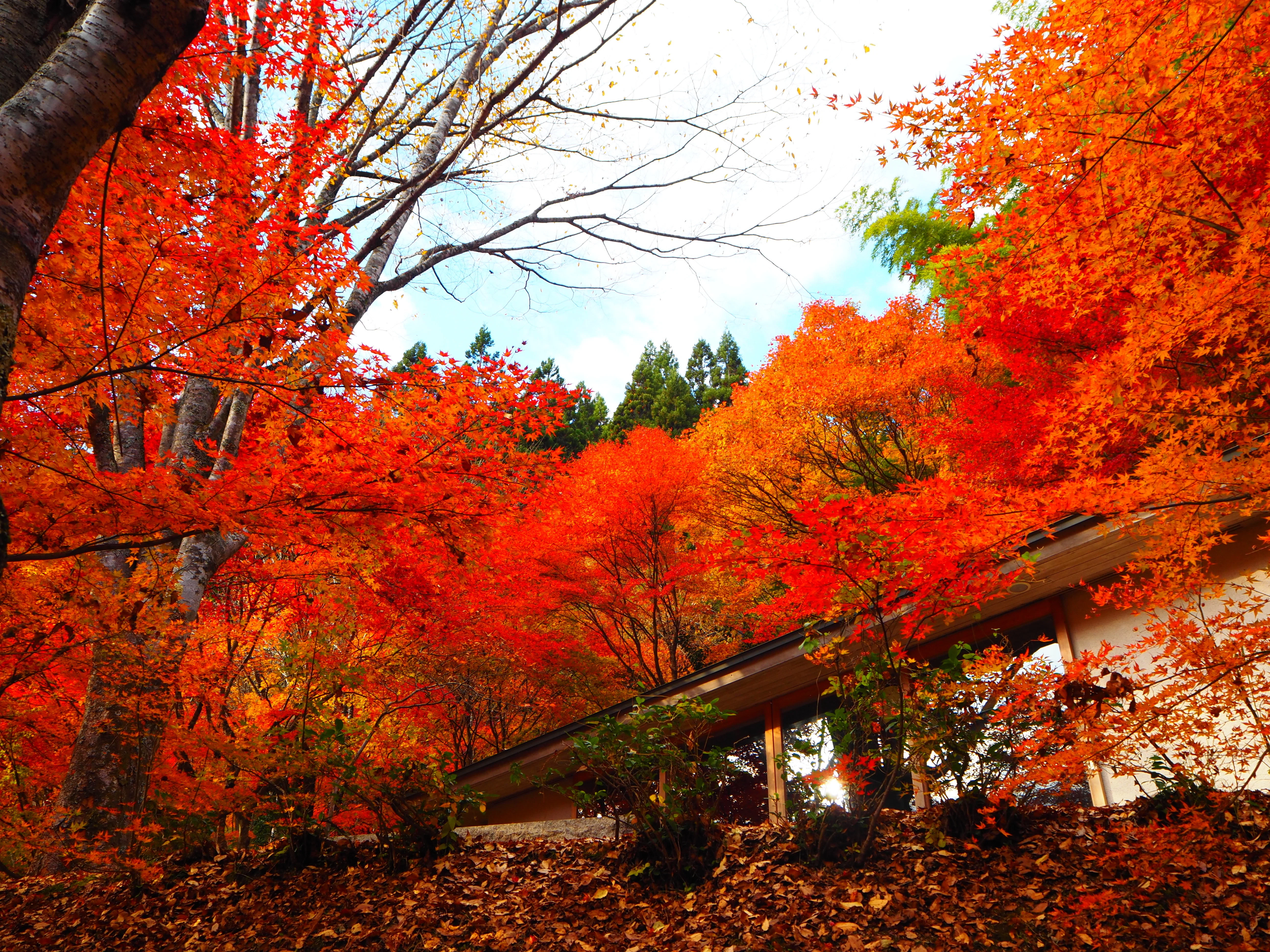 もみじ 心ゆくまで楽しめる紅葉風景がここに｜すすむ