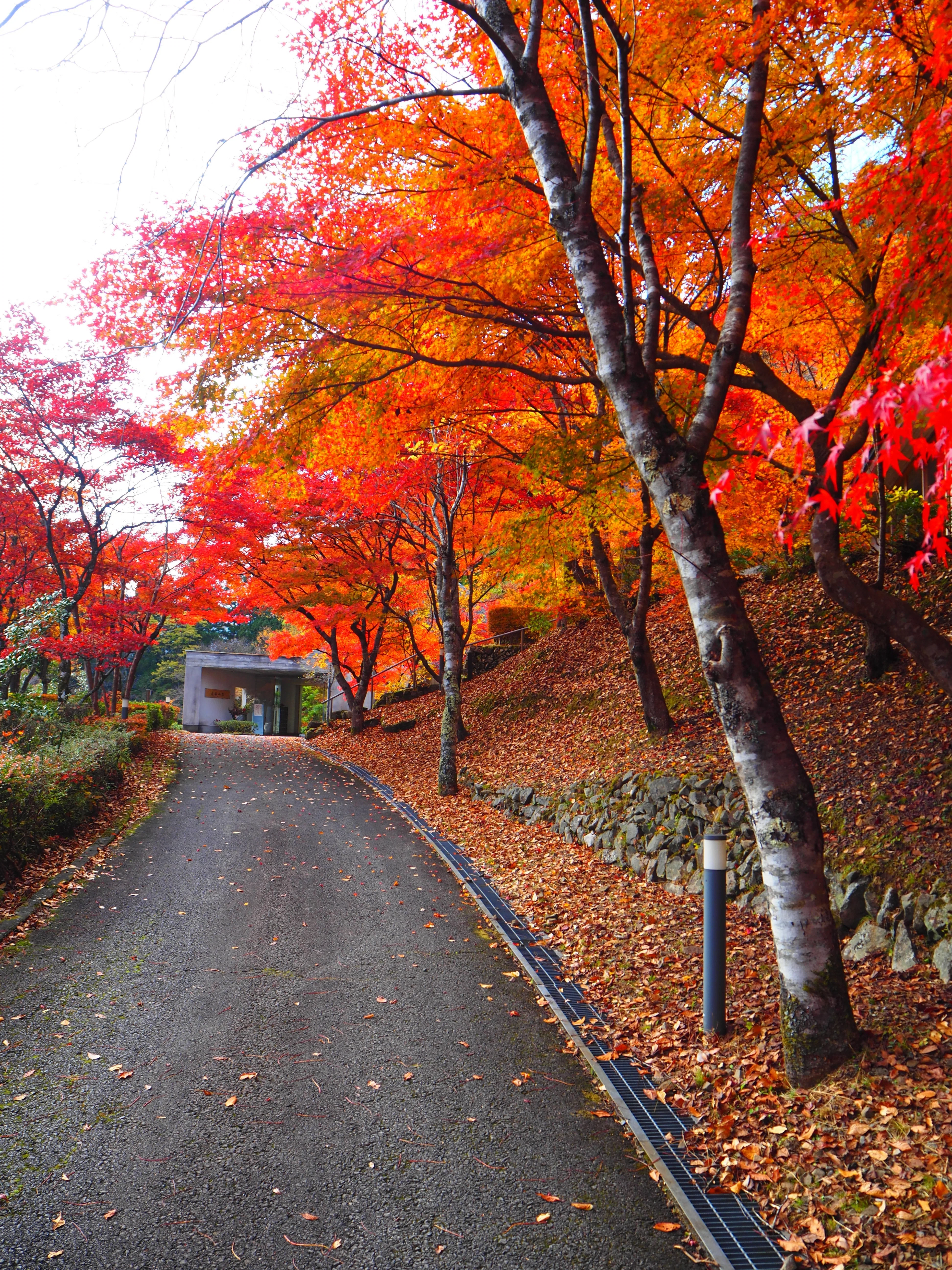 心ゆくまで楽しめる紅葉風景がここに｜すすむ