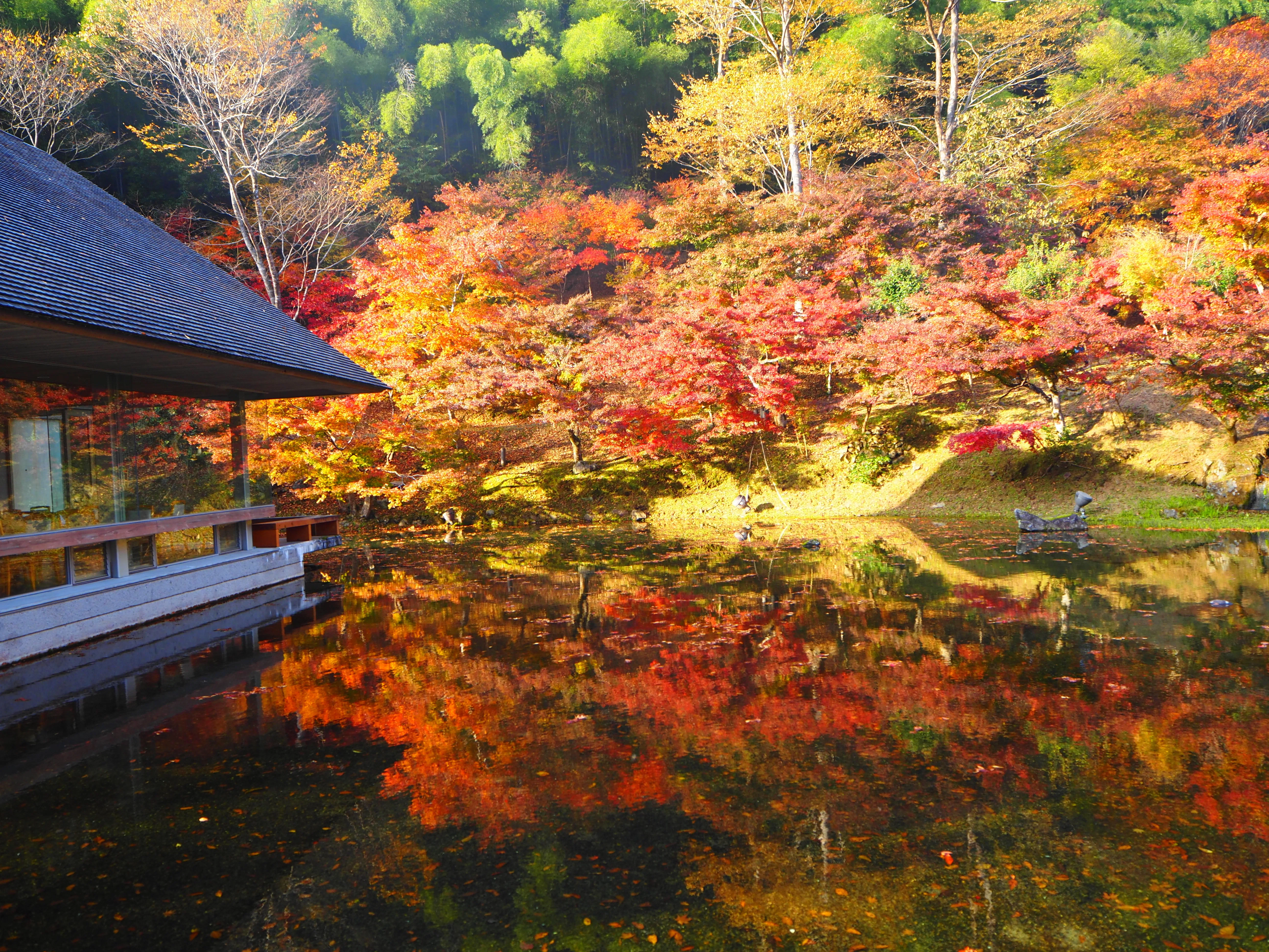 心ゆくまで楽しめる紅葉風景がここに｜すすむ