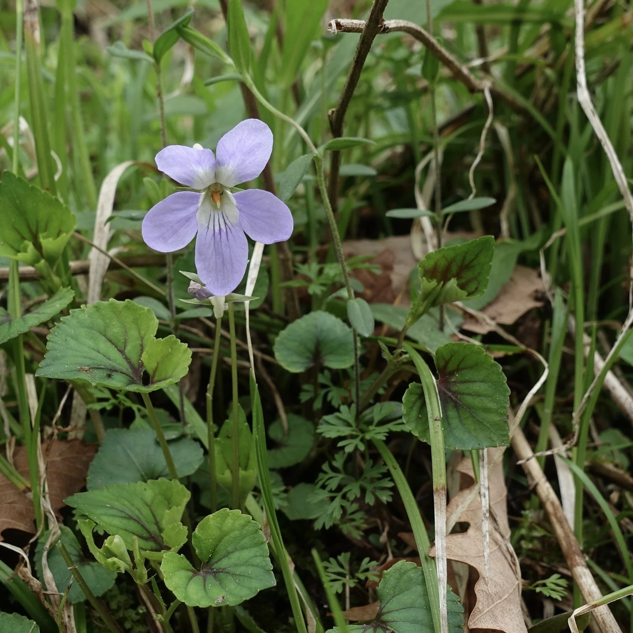 タチツボスミレ Viola grypoceras｜noteスミレの部屋 – Violets of Japan
