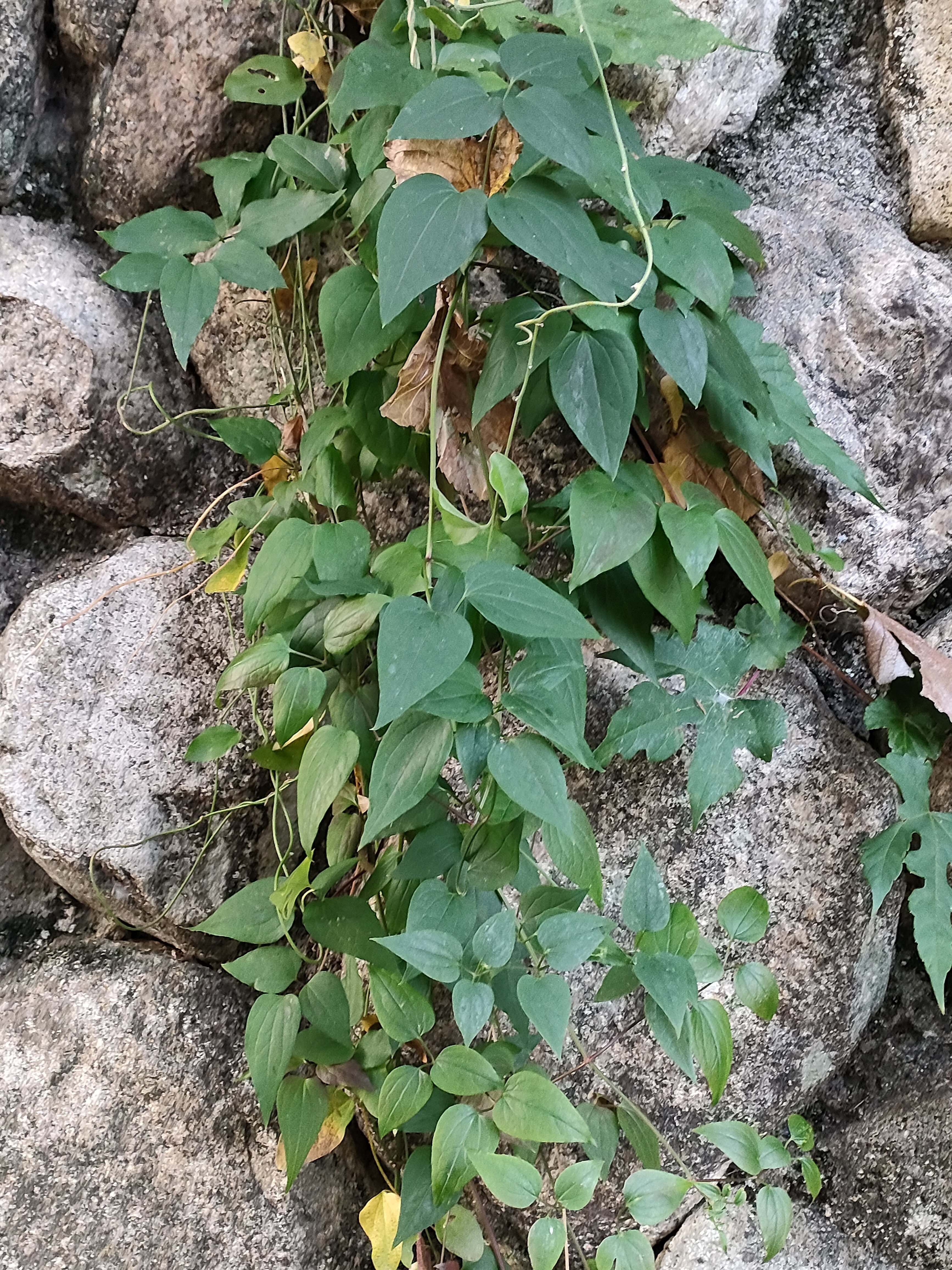 センニンソウ？｜月澄狸