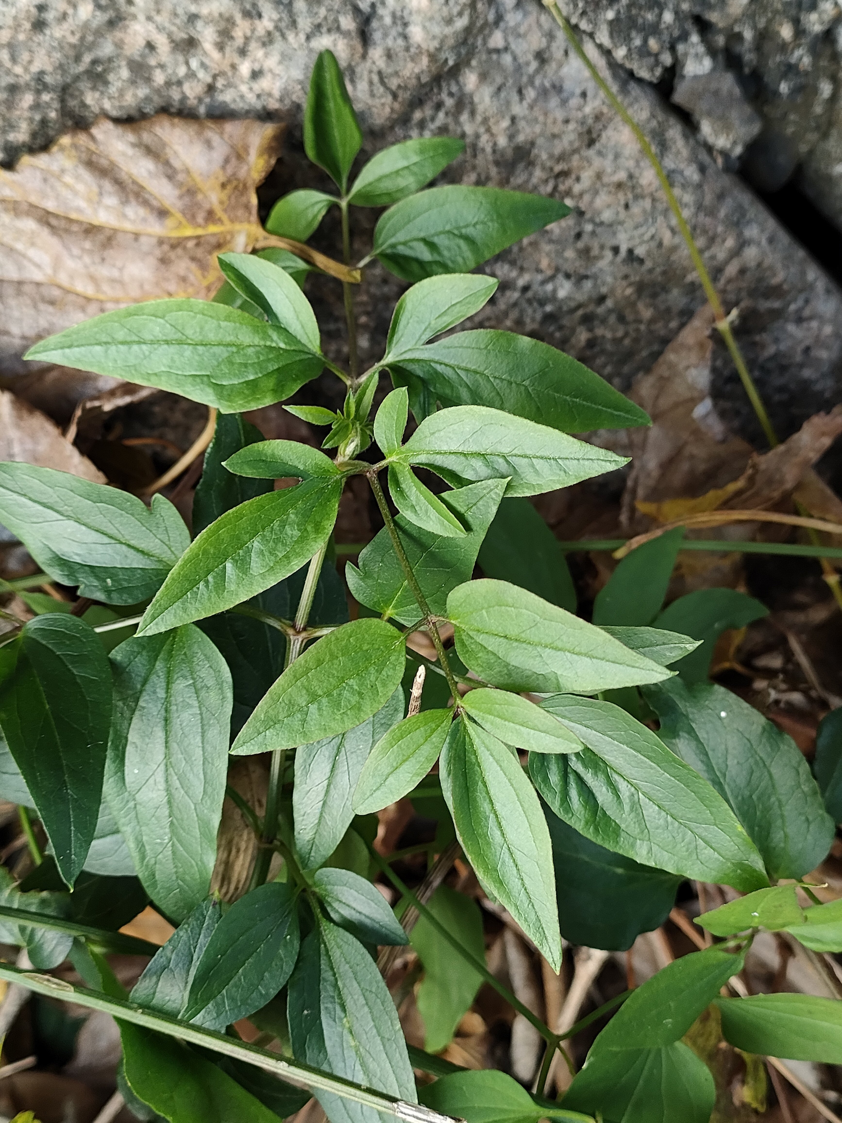 センニンソウ？｜月澄狸