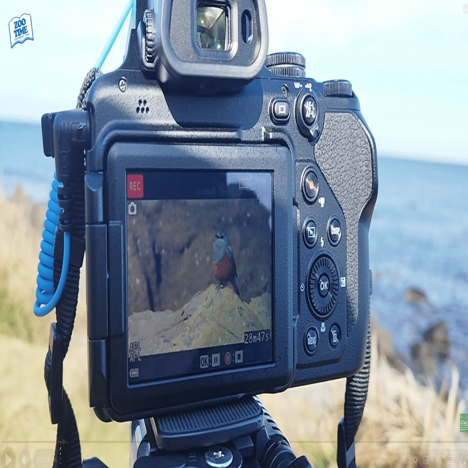 69 本当に存在した！】幻の鳥から身近な冬鳥まで📷自然は奇跡の連続