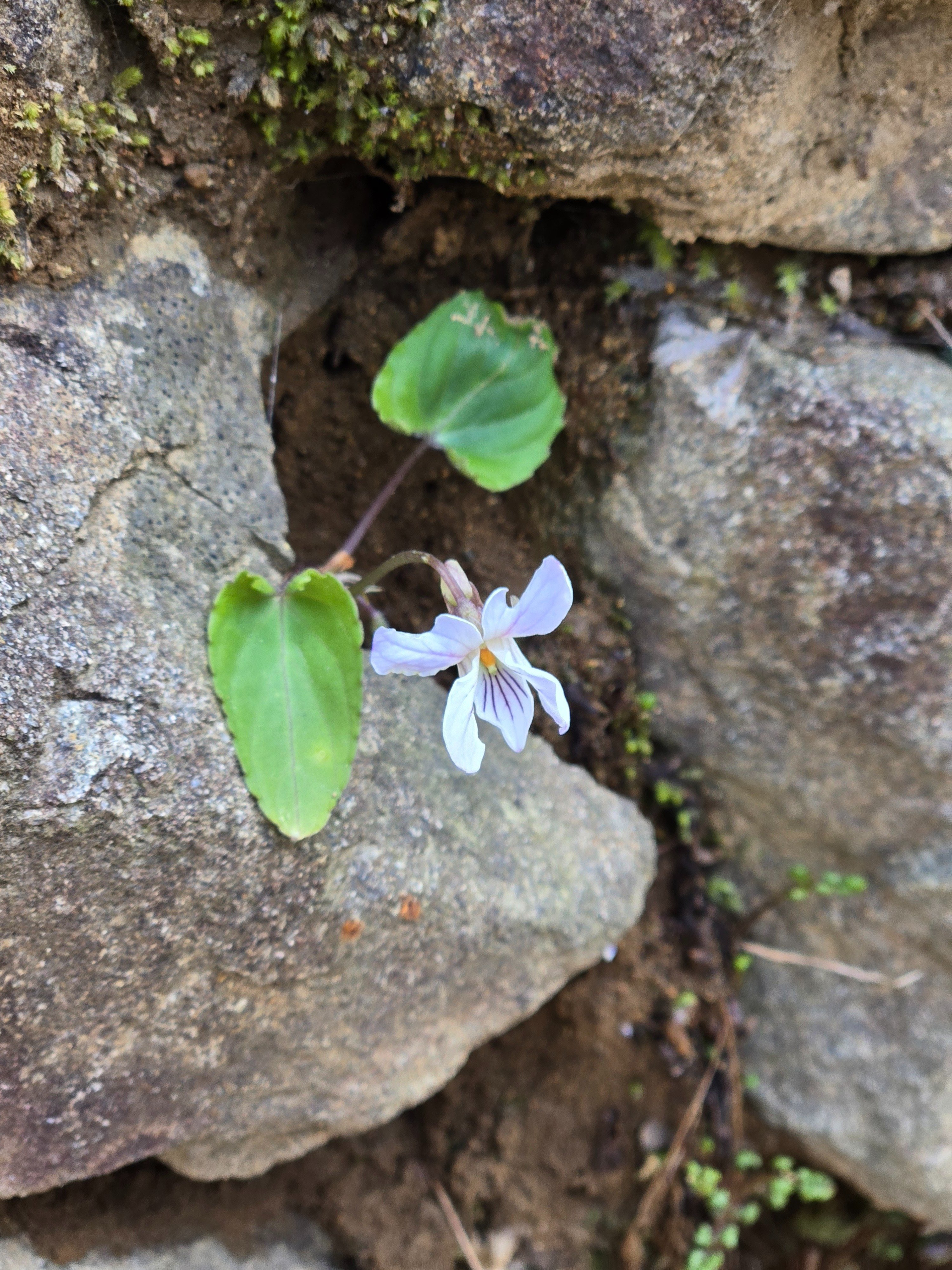 今年みつけた野草の名前2025｜は