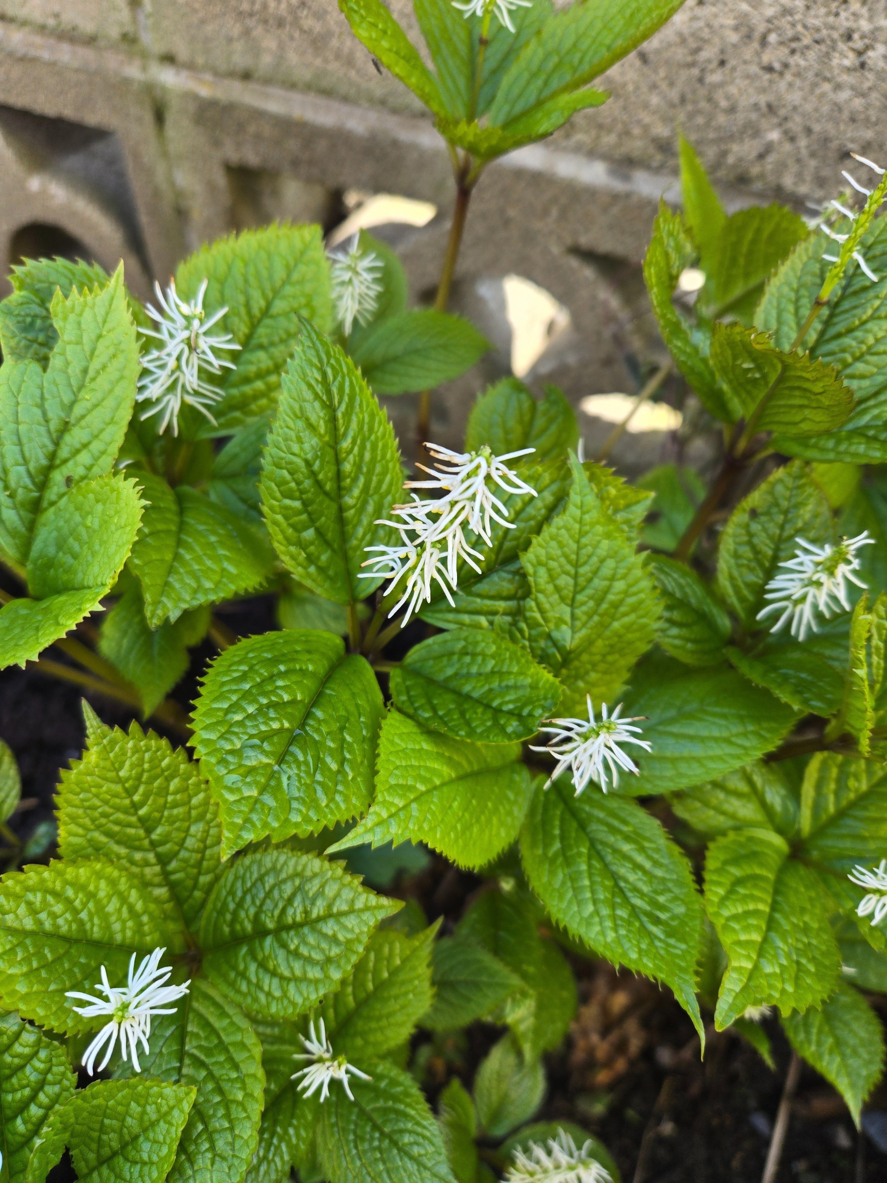 山野草　希少青軸素心　スズムシソウ 今年最終 今年みつけた野草の名前2025｜は