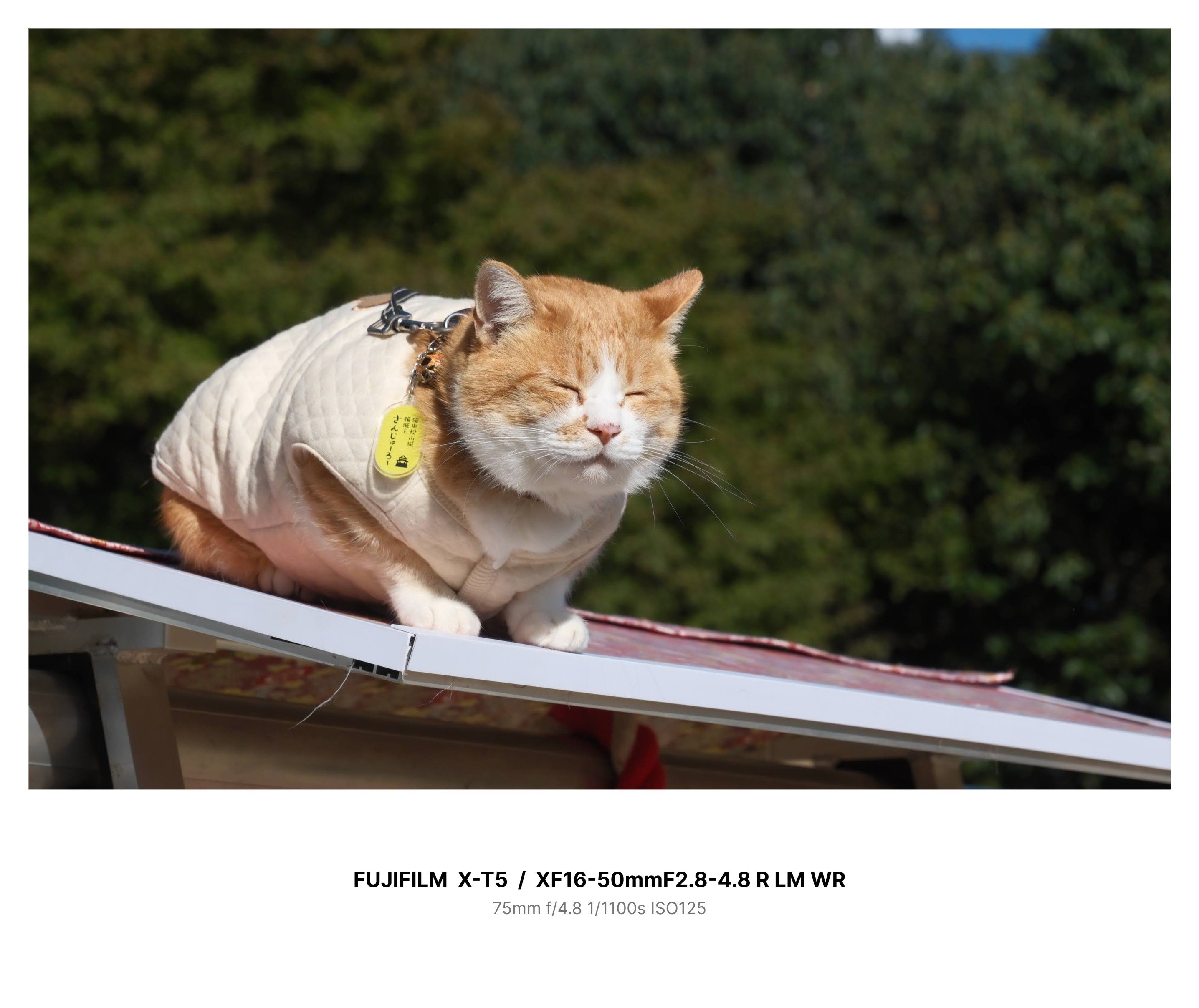 202512_X-T5と猫城主に謁見をたまわる｜みえ山