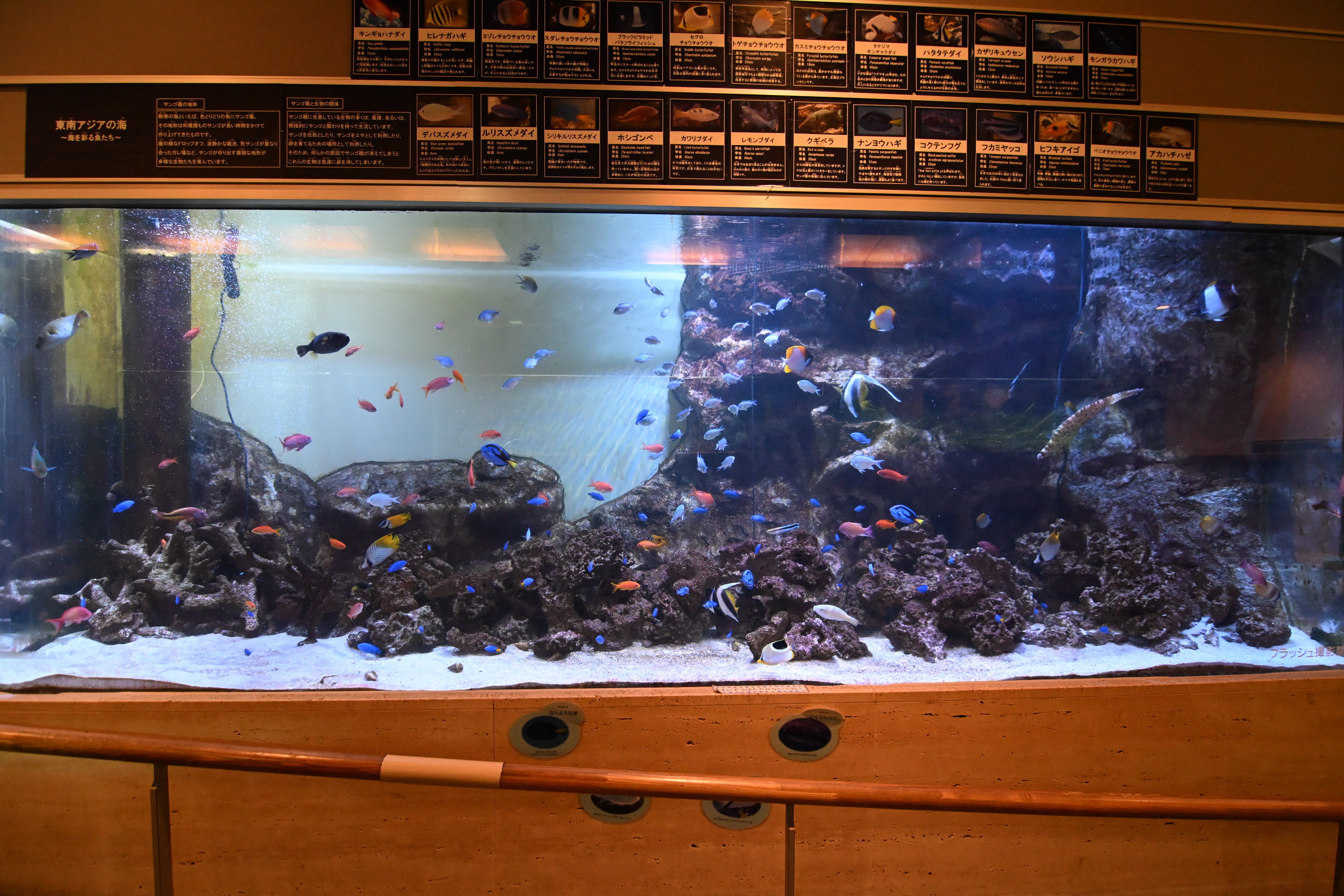 20251130_板橋区立熱帯環境植物館【Nikon Z50IIと水族館】｜山ネズミ