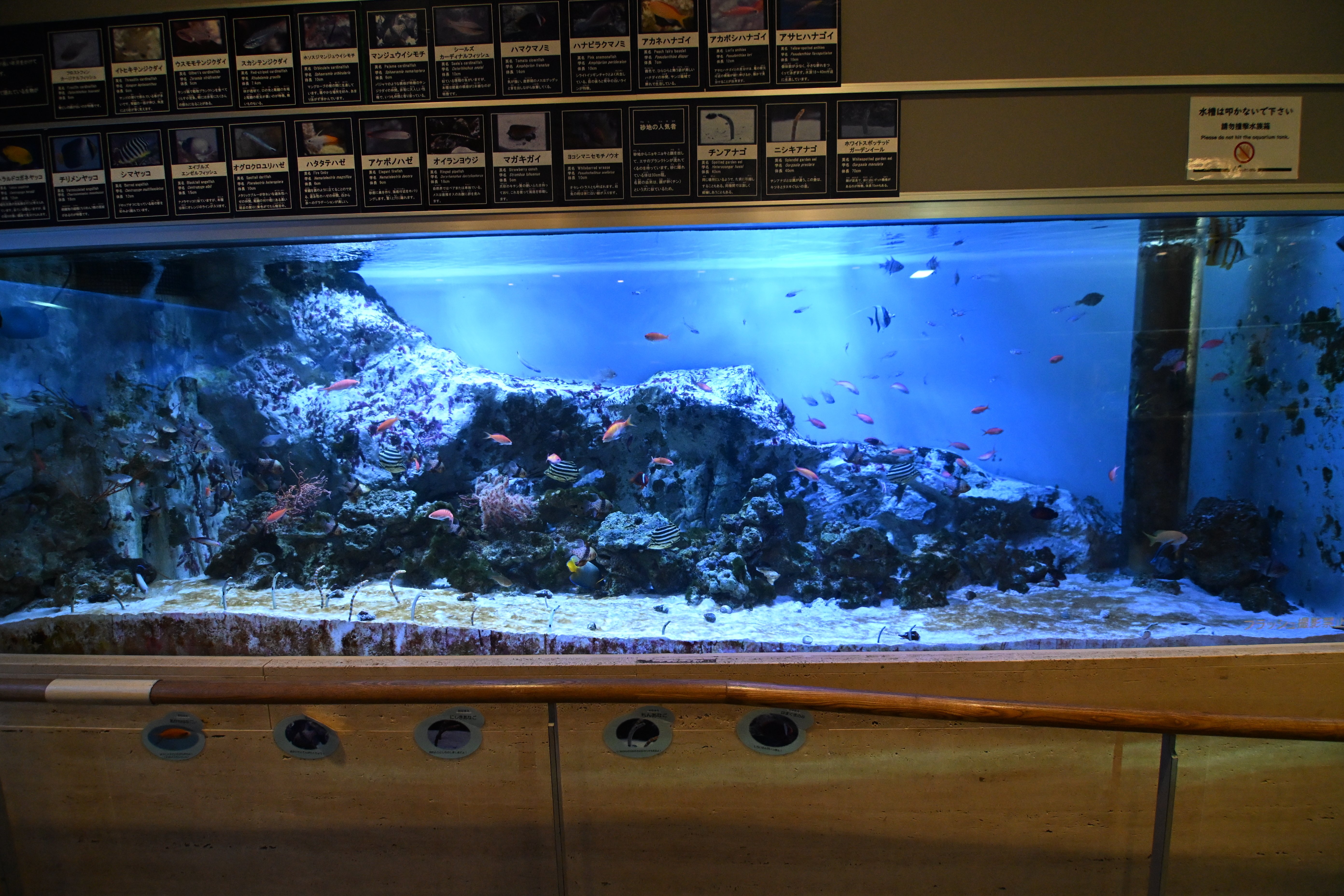 20251130_板橋区立熱帯環境植物館【Nikon Z50IIと水族館】｜山ネズミ