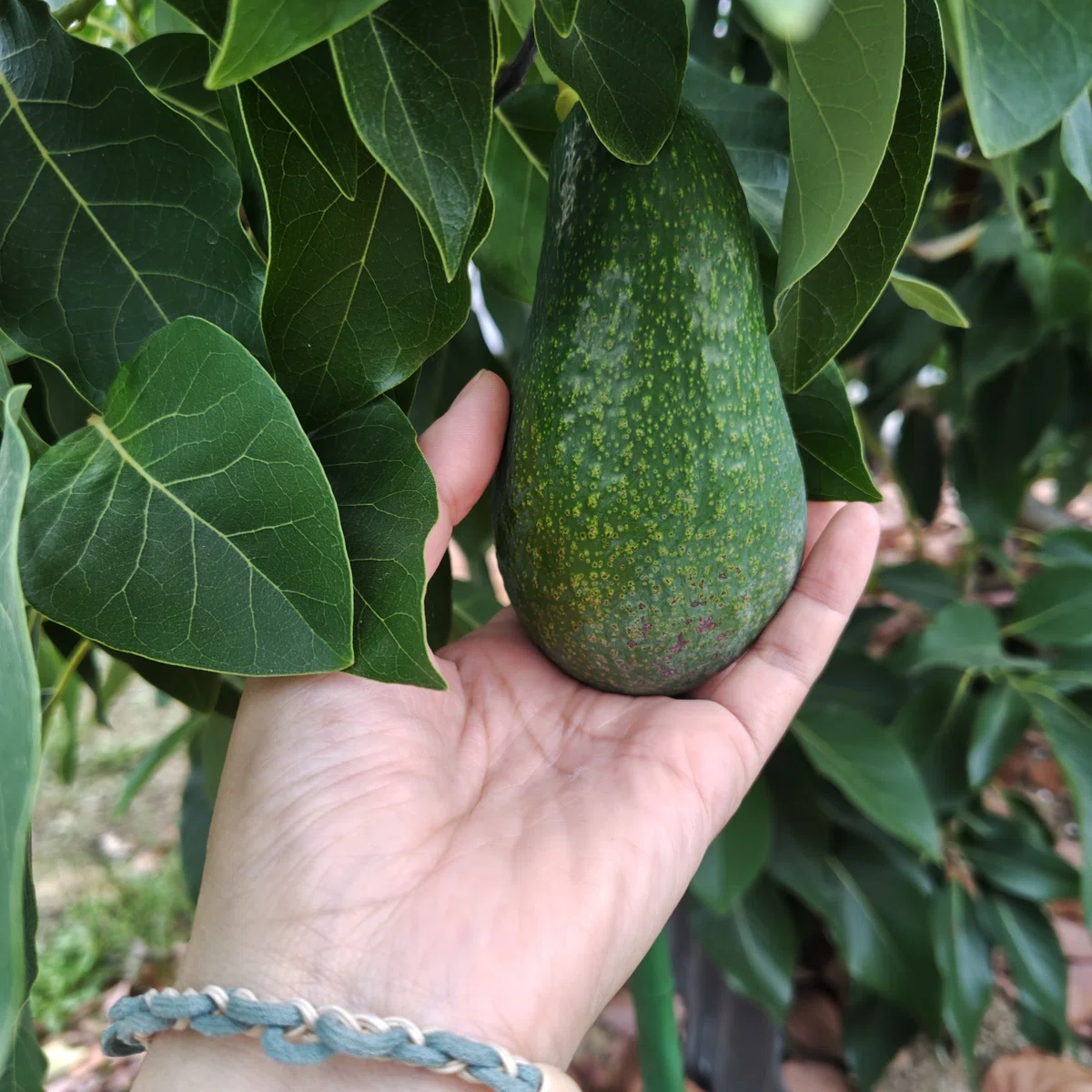 耐病性アボカドの、実生苗台木｜河内農園
