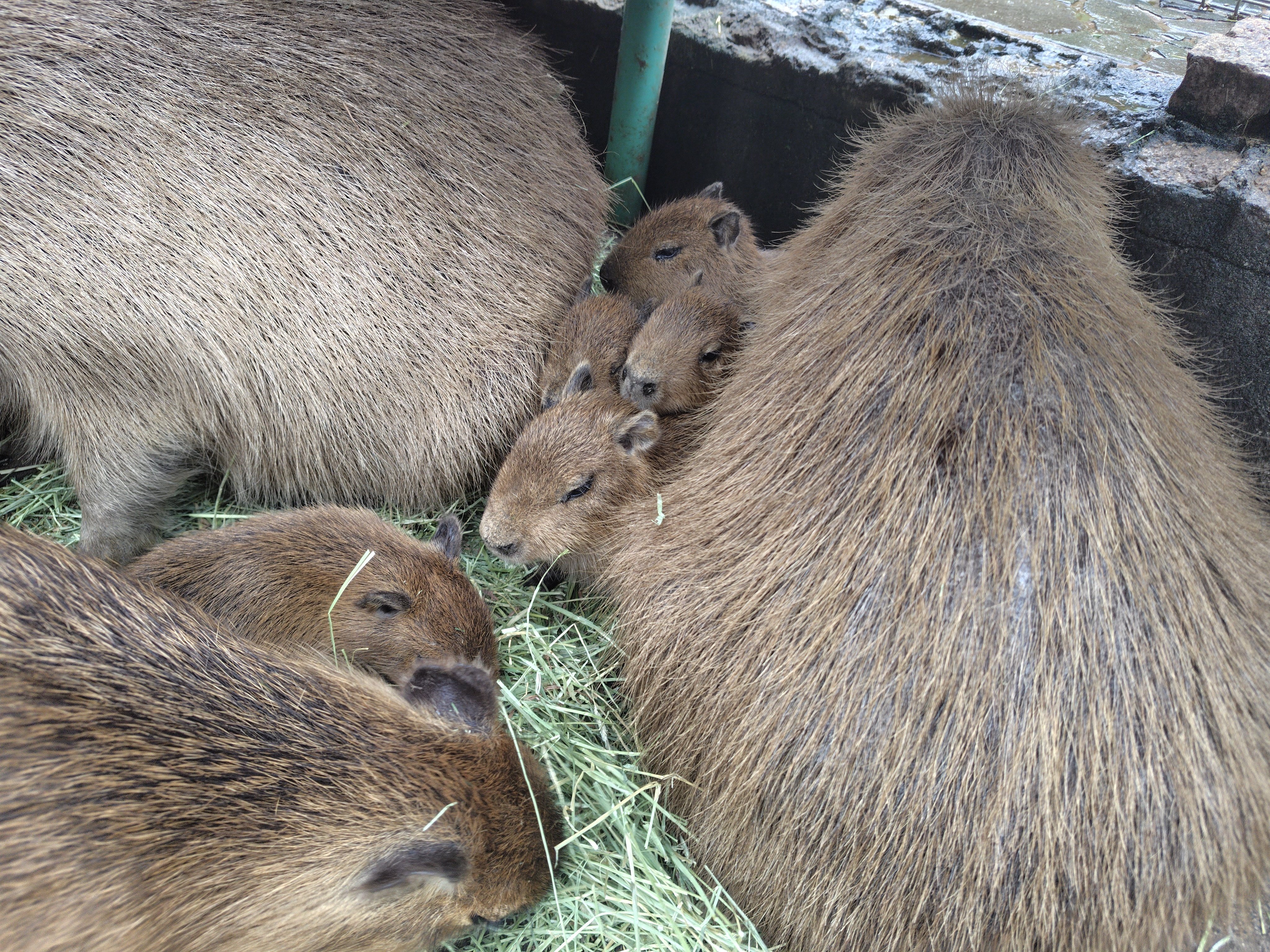 カピバラパラダイス2025｜高田朔実