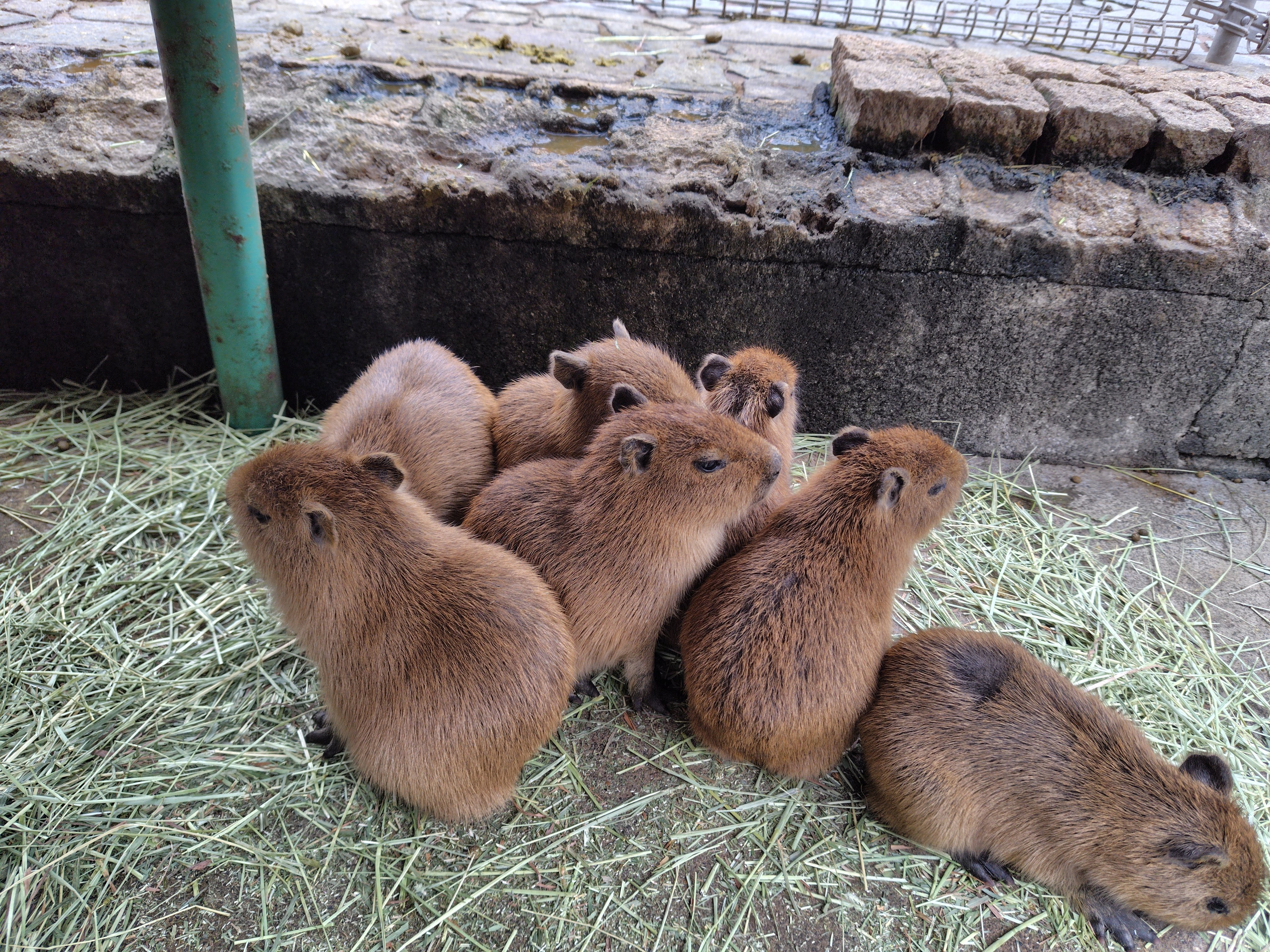 カピバラパラダイス2025｜高田朔実