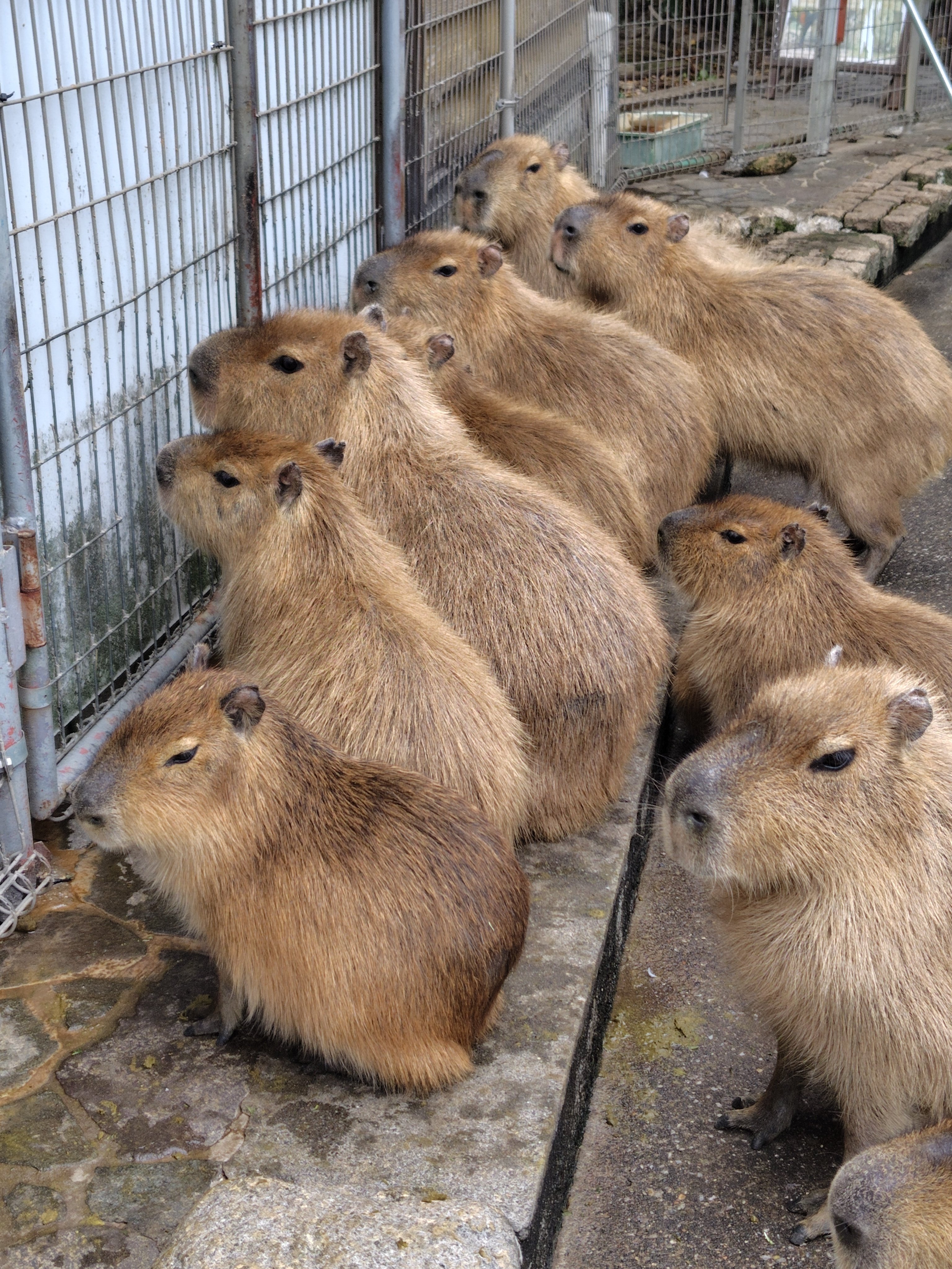 カピバラパラダイス2025｜高田朔実