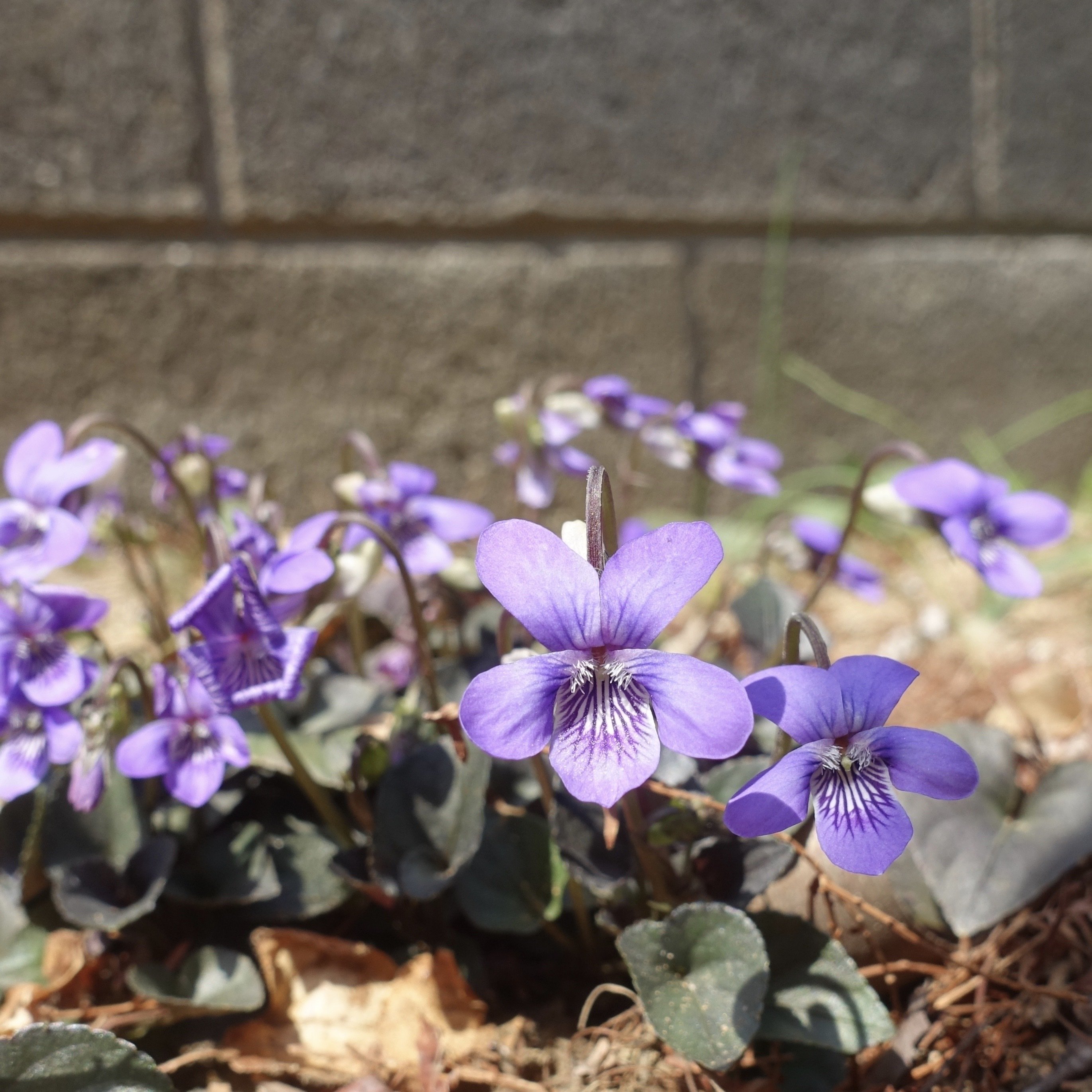 ビオラ・ラブラドリカ Viola labradorica｜noteスミレの部屋