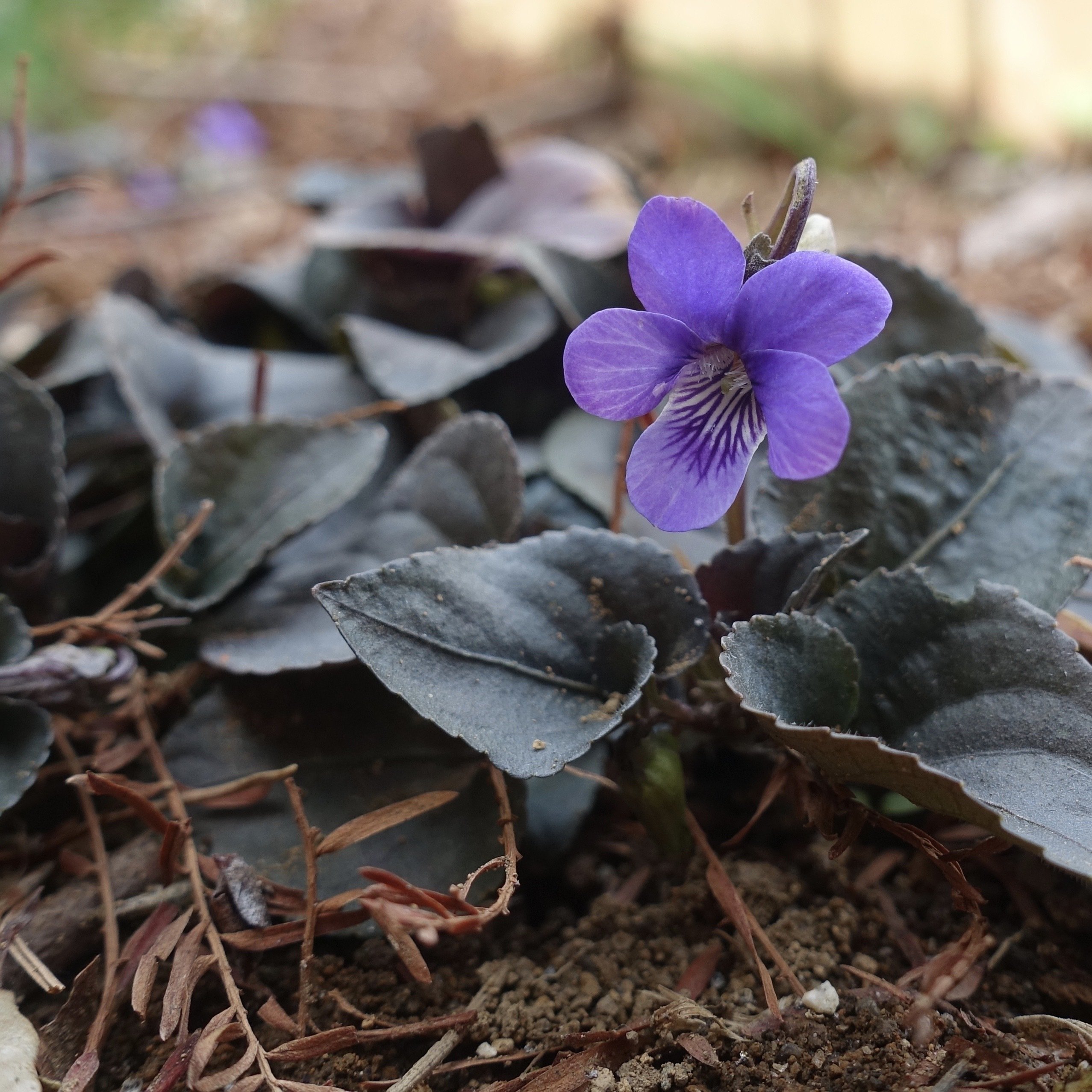 ビオラ・ラブラドリカ Viola labradorica｜noteスミレの部屋