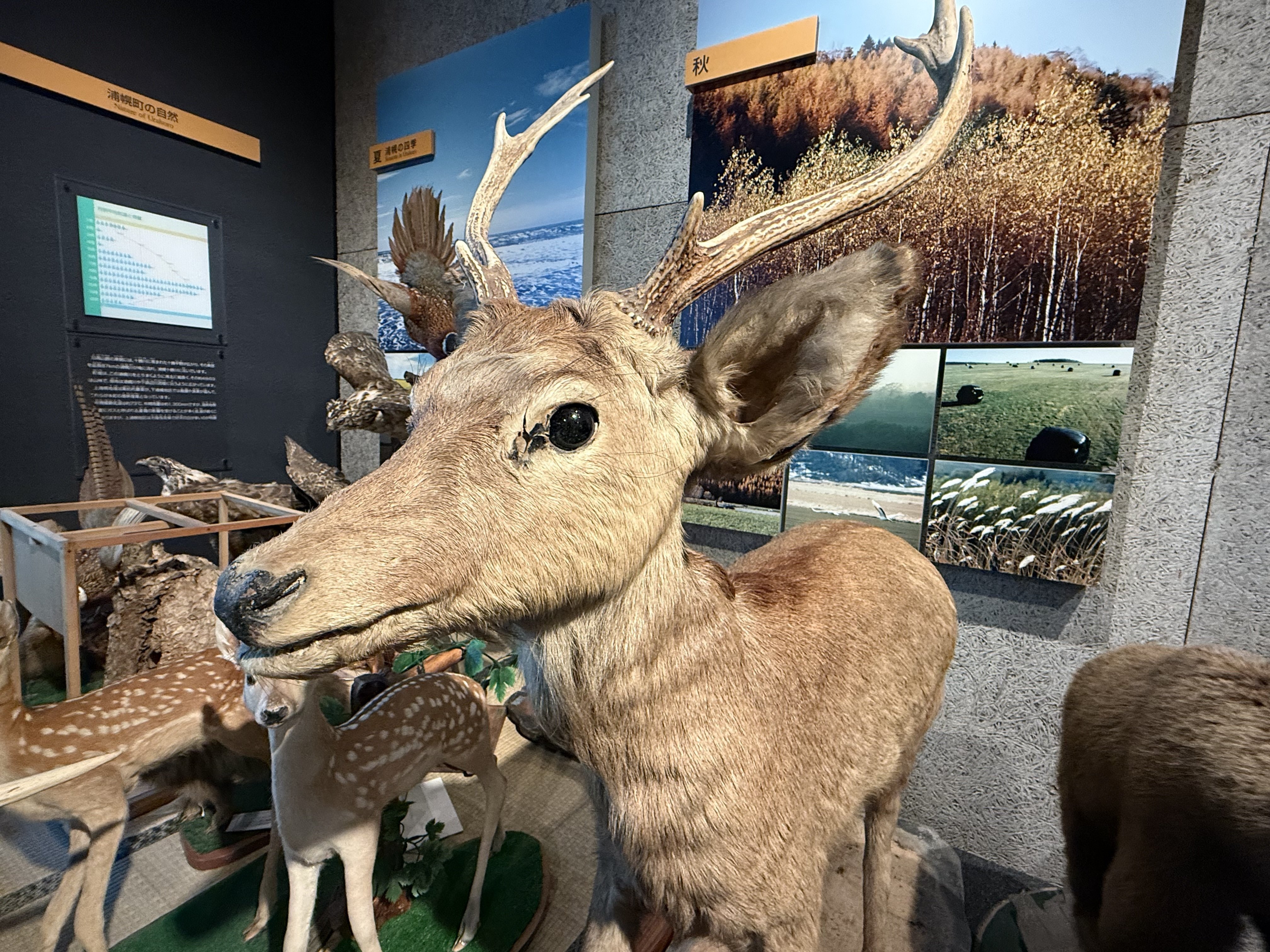 小鹿の剥製：種の保存法に該当しない動物 自由研究が世界的大発見に！？ 小学生（当時）が貴重なニホンオオカミ