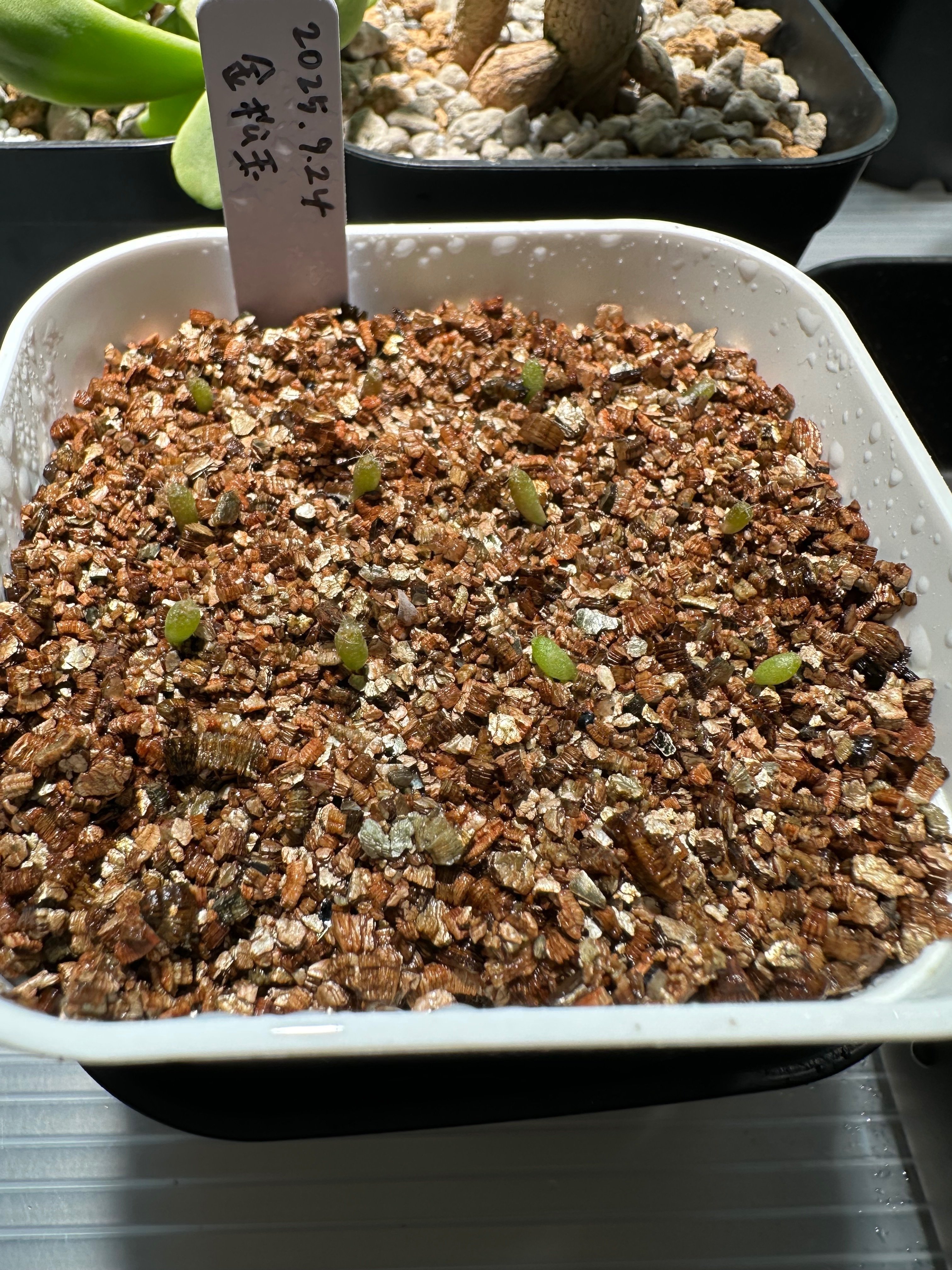 実生記録 サボテン マミラリア 金松玉(2025.9.24〜) ｜YS Create Lab