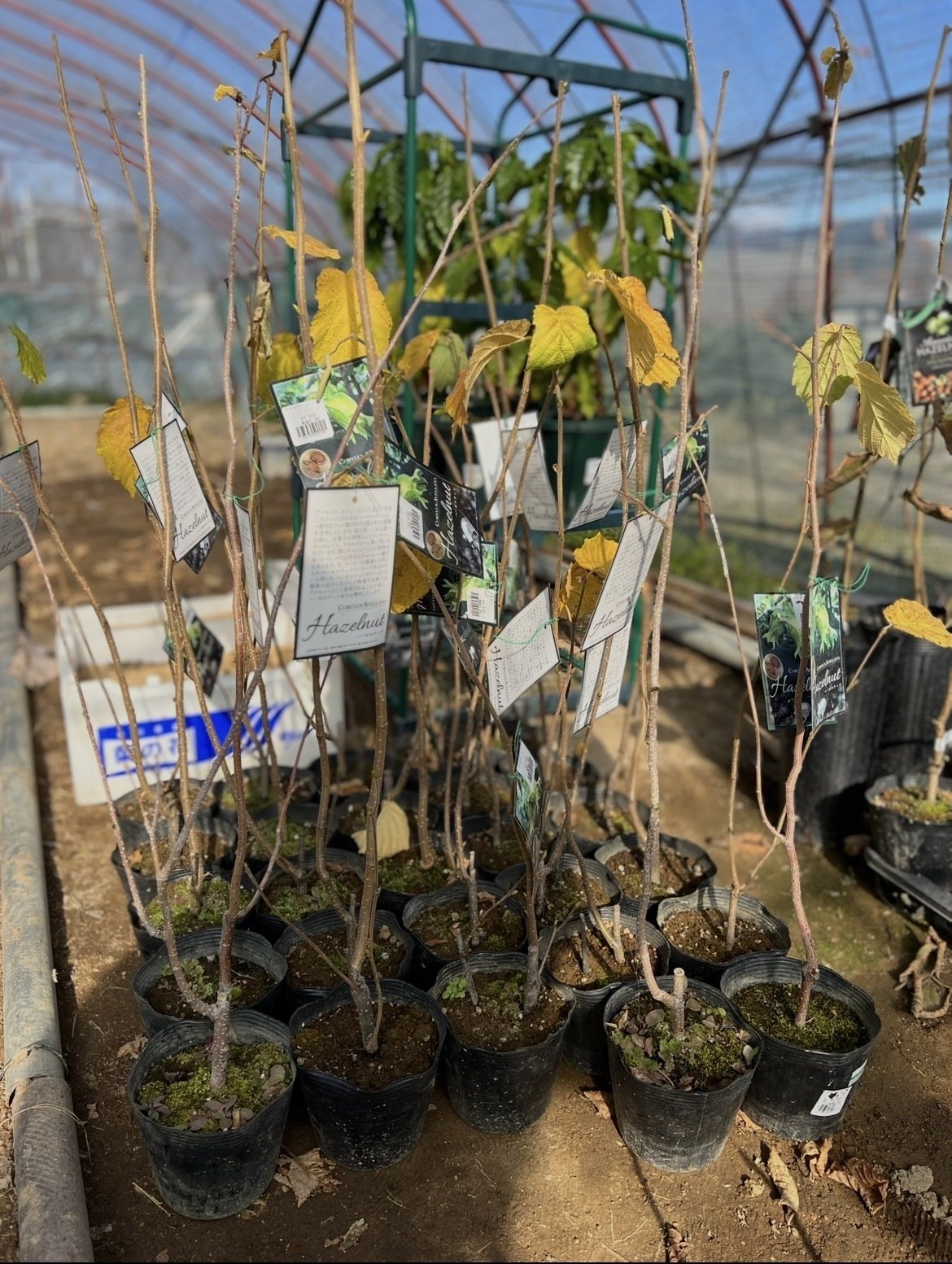 新しい苗木を25本迎えました！｜榛ノ森-ハシバミノモリ-