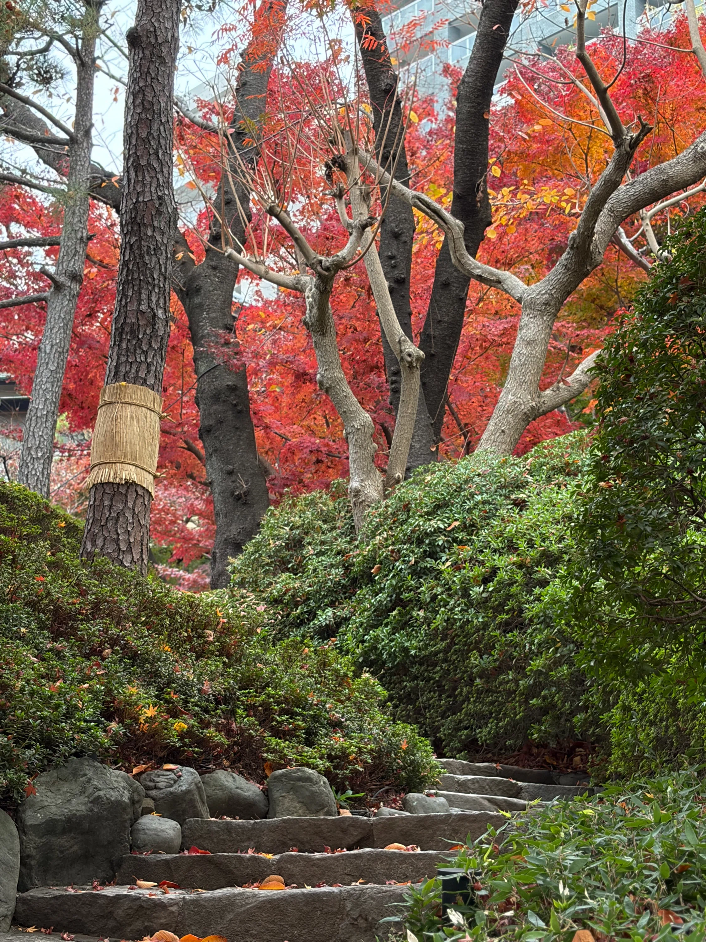 八芳園の楽しみ方－紅葉編2－】都内で紅葉の見ごろを楽しむ。朱色と