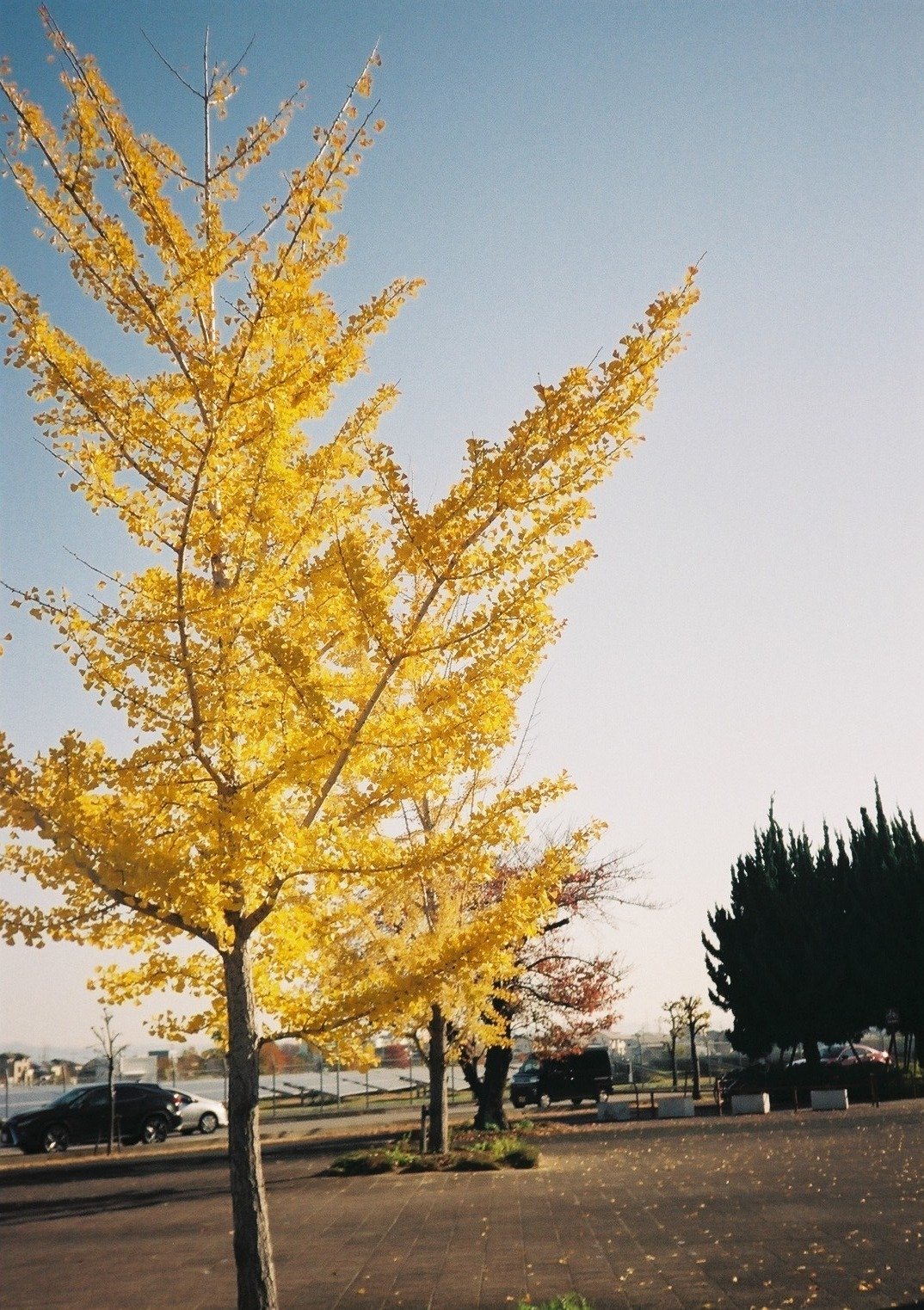 KONICA C35 Flash maticの撮影見本｜ごん色カメラ