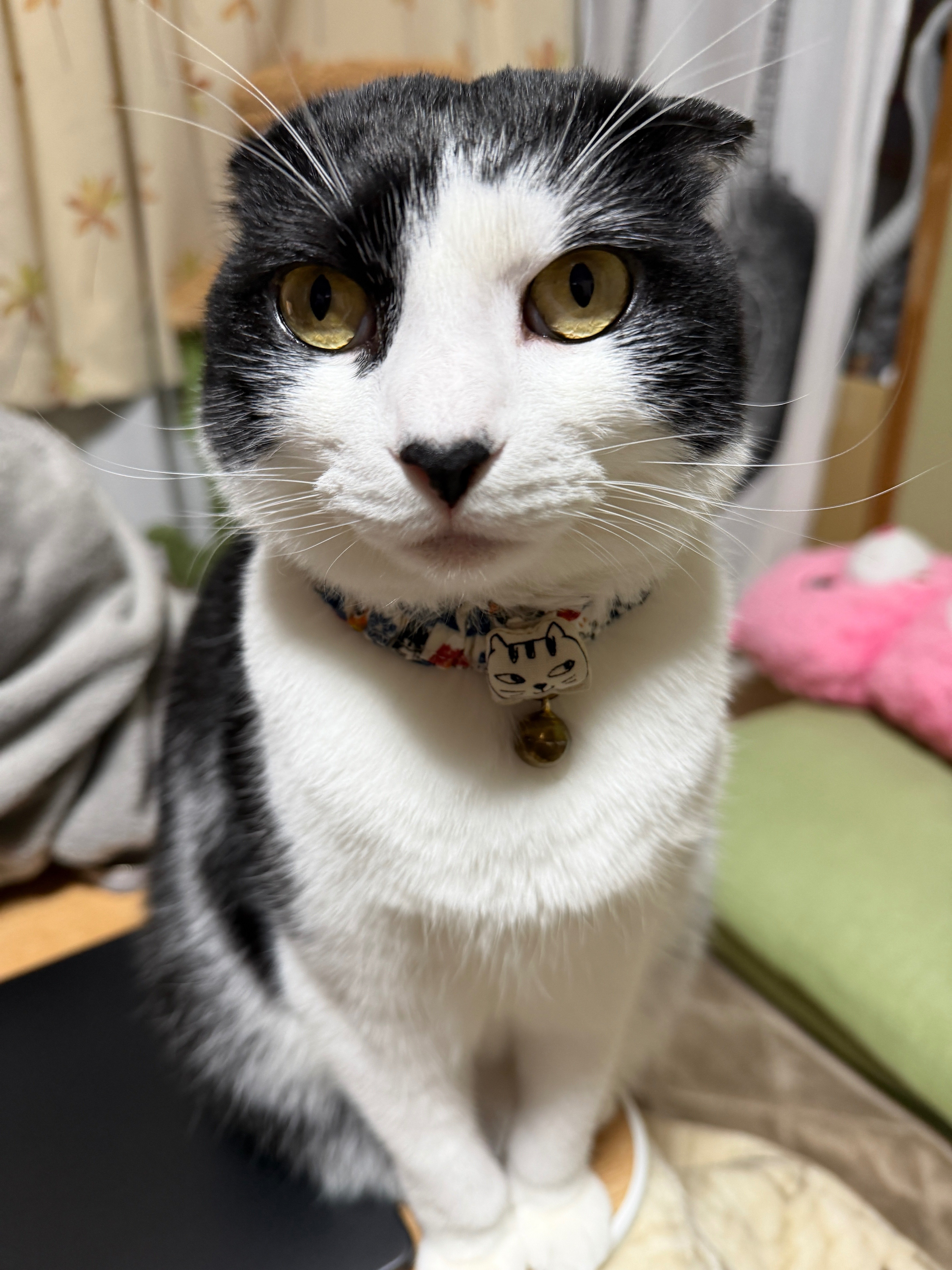 あにまる冬日記 あぁ師走。｜まるふく日記。弥生