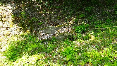 近江国観音寺城跡(追手道沿い曲輪)(近江八幡市)(2024年5月3日(金))|岡島敏広