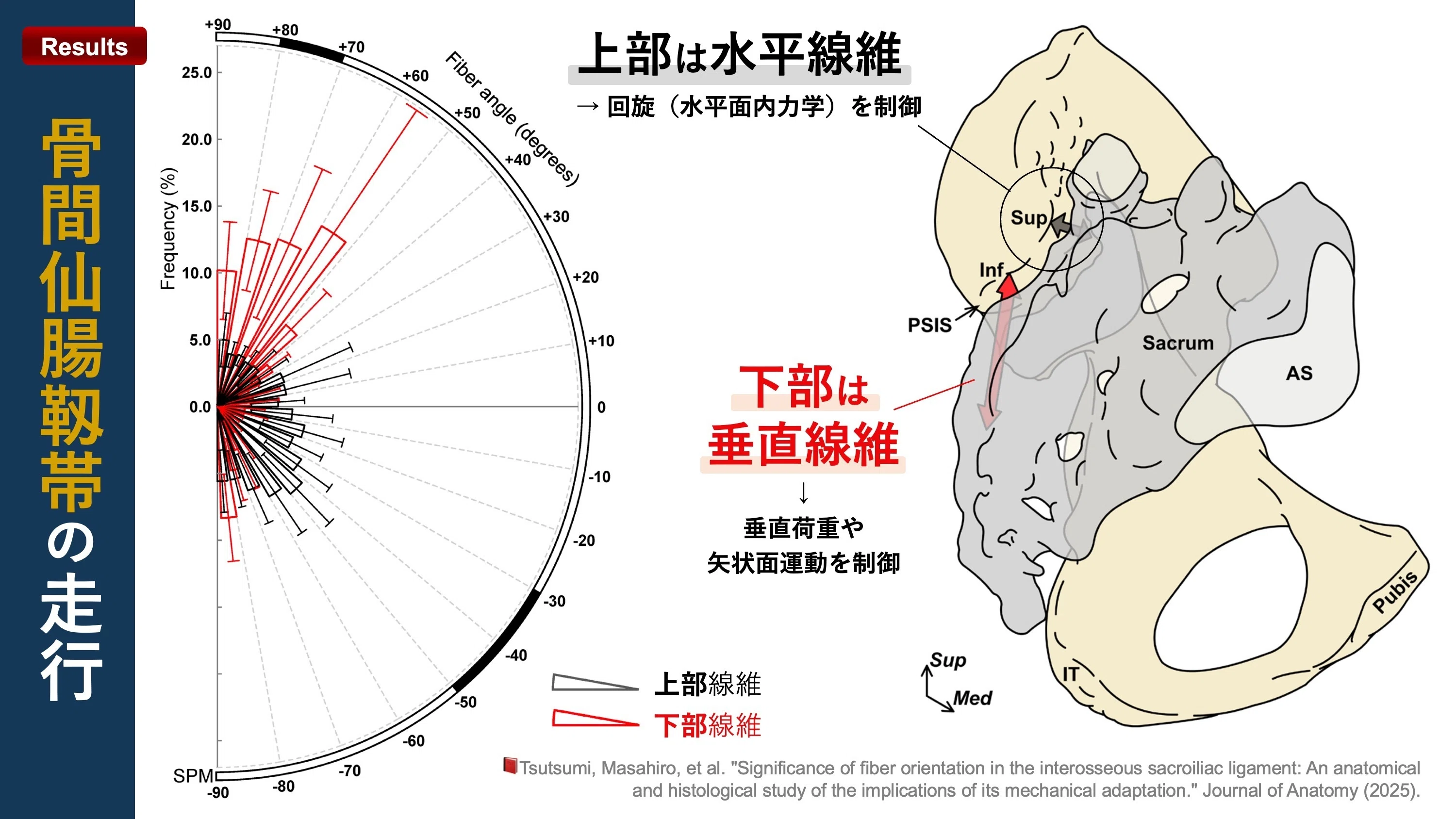 骨間仙腸靱帯の走行｜Super Human | 理学療法士／保健学博士 Ph.D.