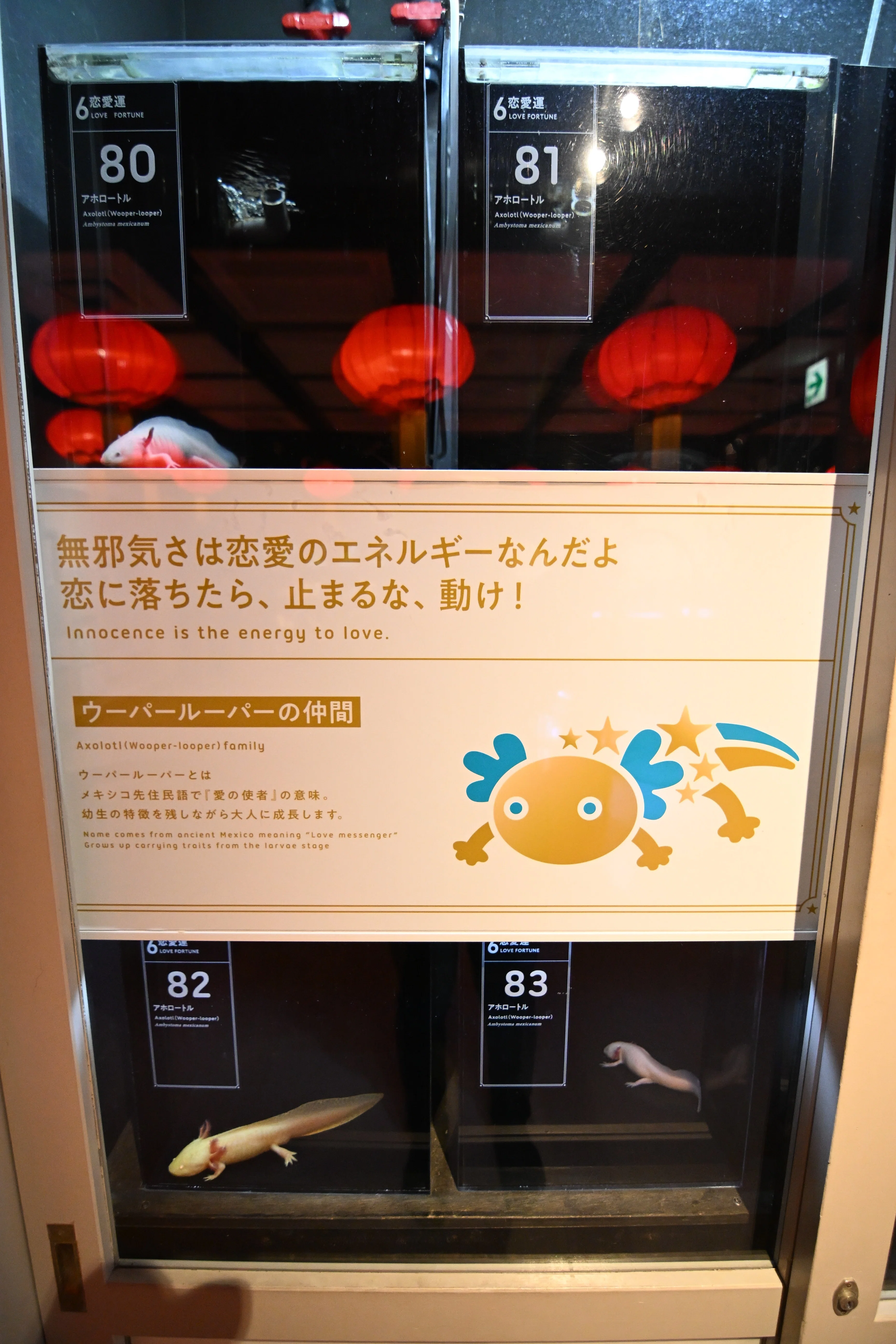 20251129_横浜開運水族館【Nikon Z50IIと水族館】｜山ネズミ