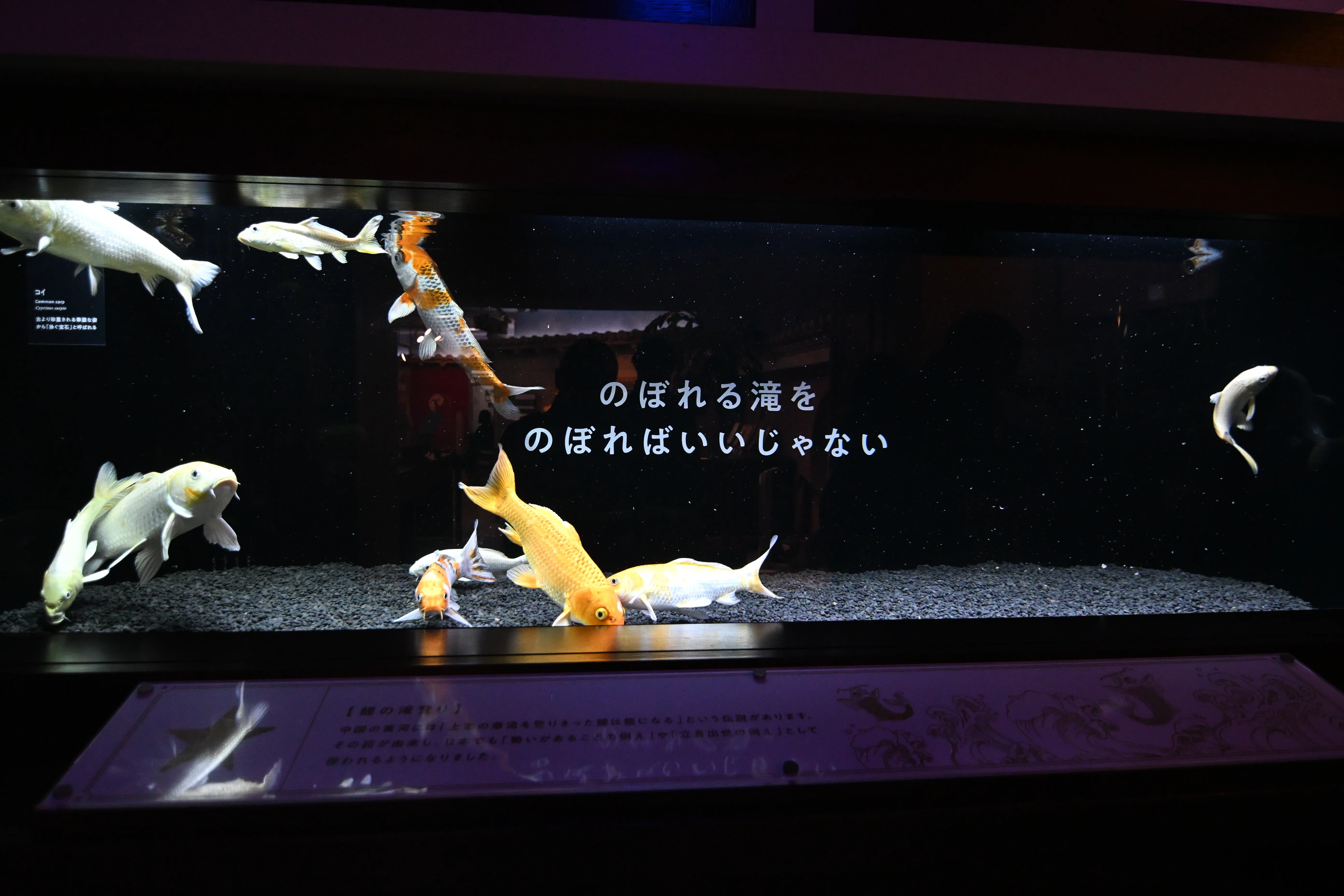 20251129_横浜開運水族館【Nikon Z50IIと水族館】｜山ネズミ