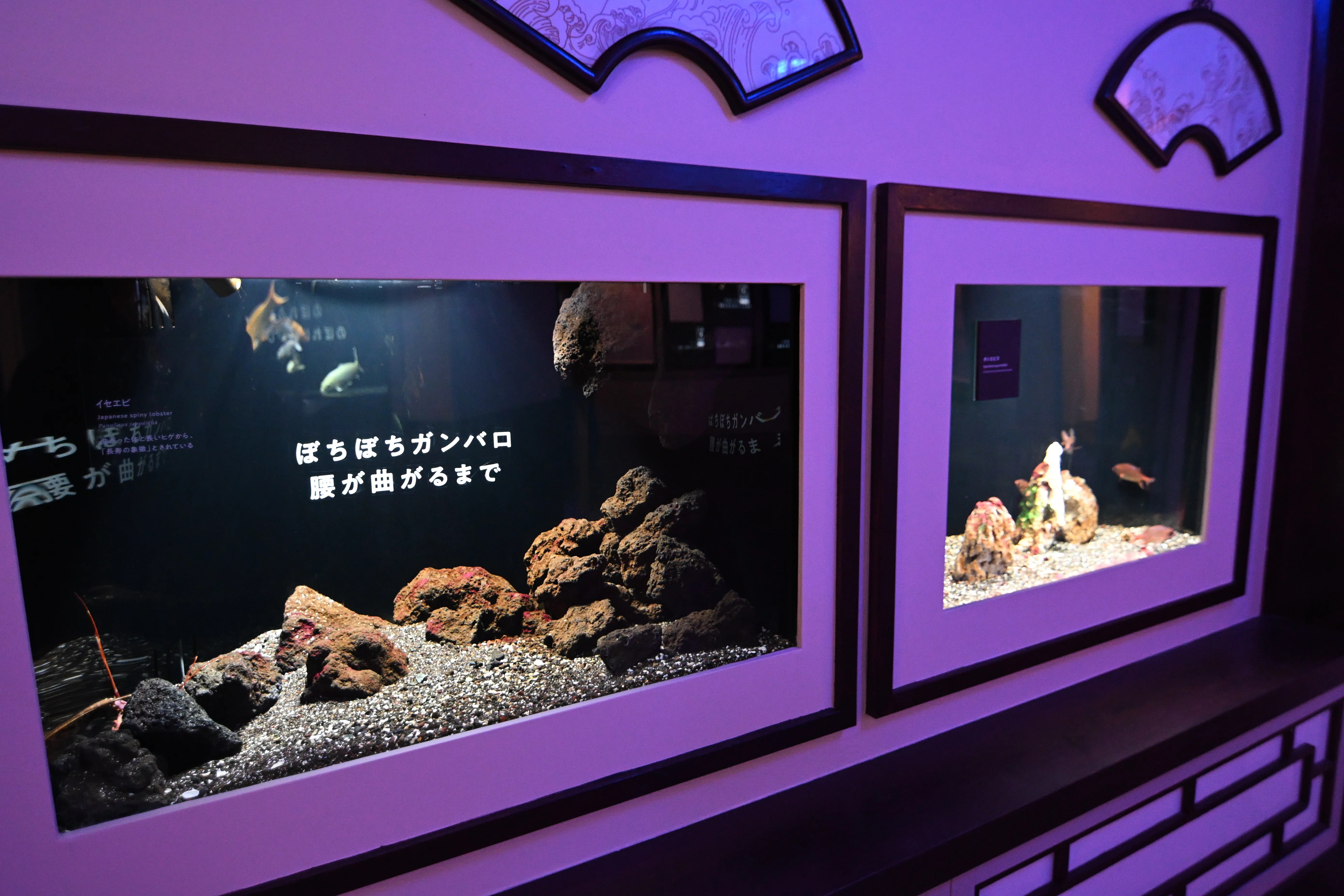 20251129_横浜開運水族館【Nikon Z50IIと水族館】｜山ネズミ