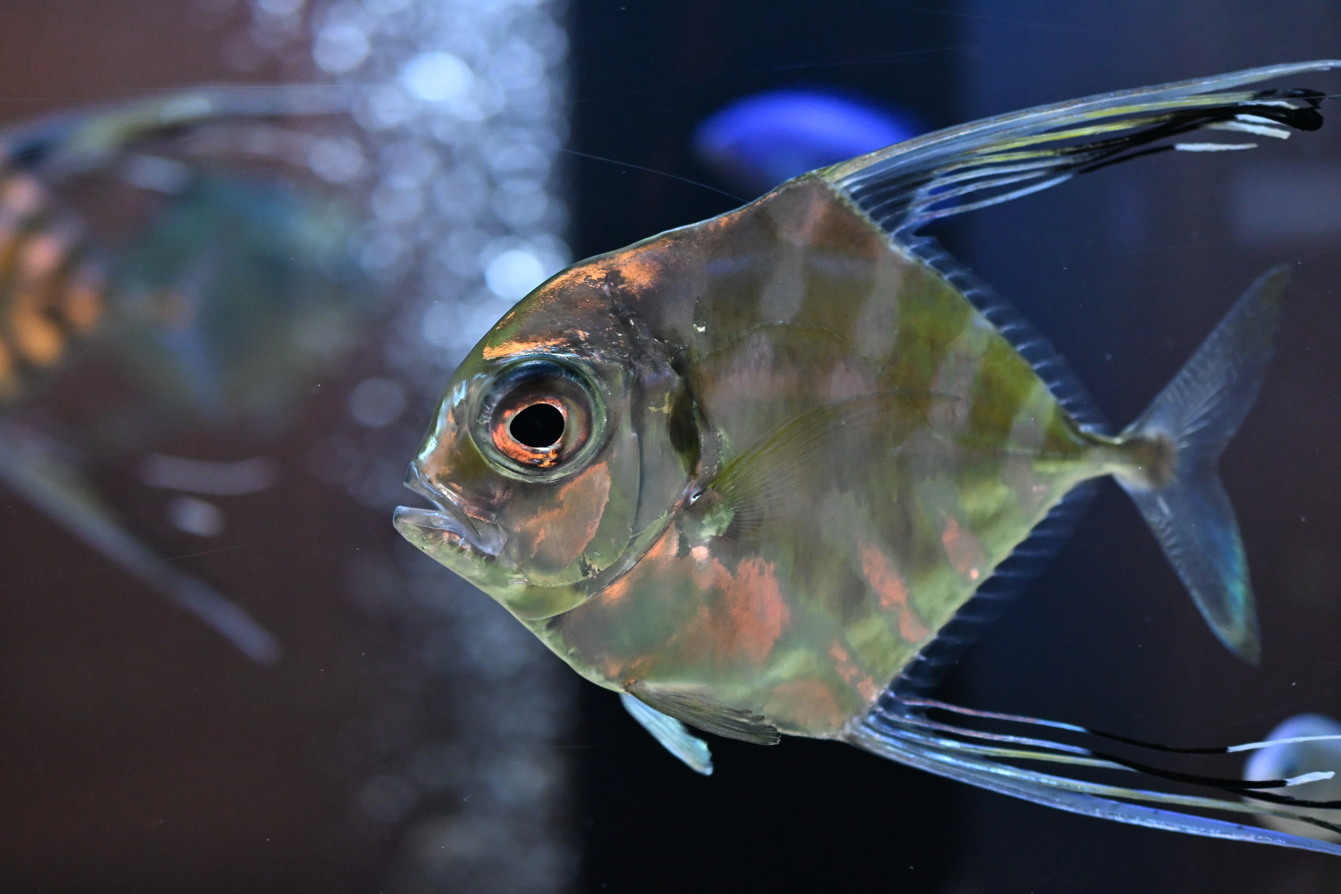 20251129_横浜開運水族館【Nikon Z50IIと水族館】｜山ネズミ