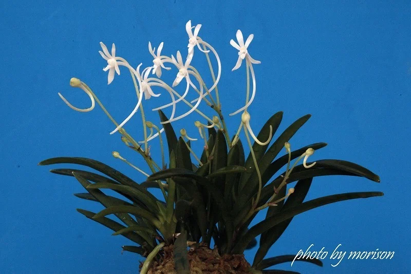 富貴蘭　白馬童子(慶賀柄の天咲き距無し花) 富貴蘭 白馬童子(慶賀柄の天咲き距無し花) 【公式通販】