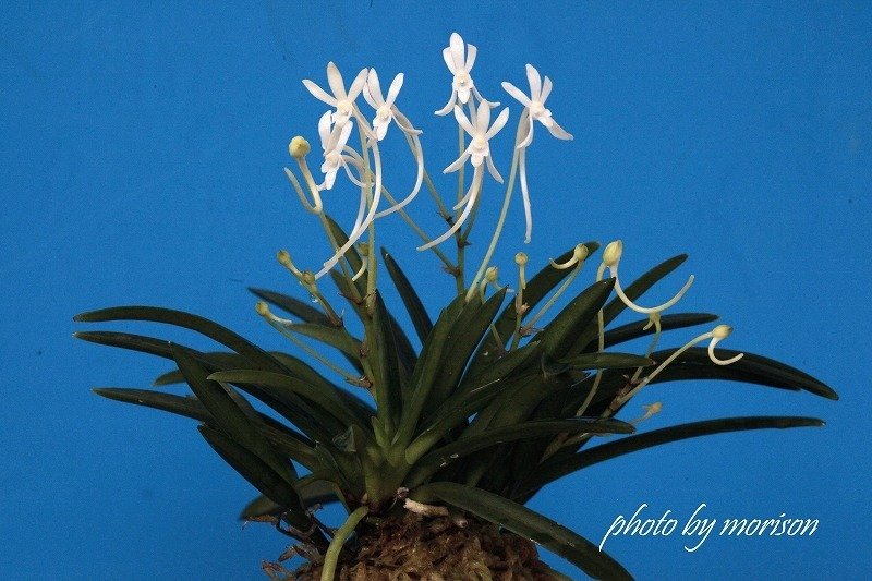 富貴蘭「天霧」の花(過去の画像倉庫から)｜KJ Morison