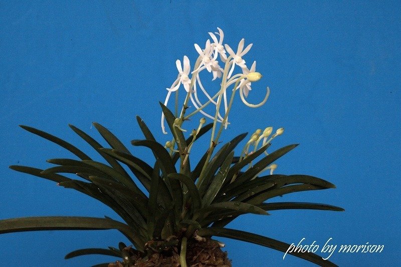 富貴蘭「天霧」の花(過去の画像倉庫から)｜KJ Morison