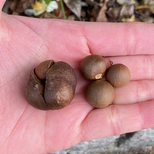 お茶の実｜朝日焼作陶館 asahisakuto
