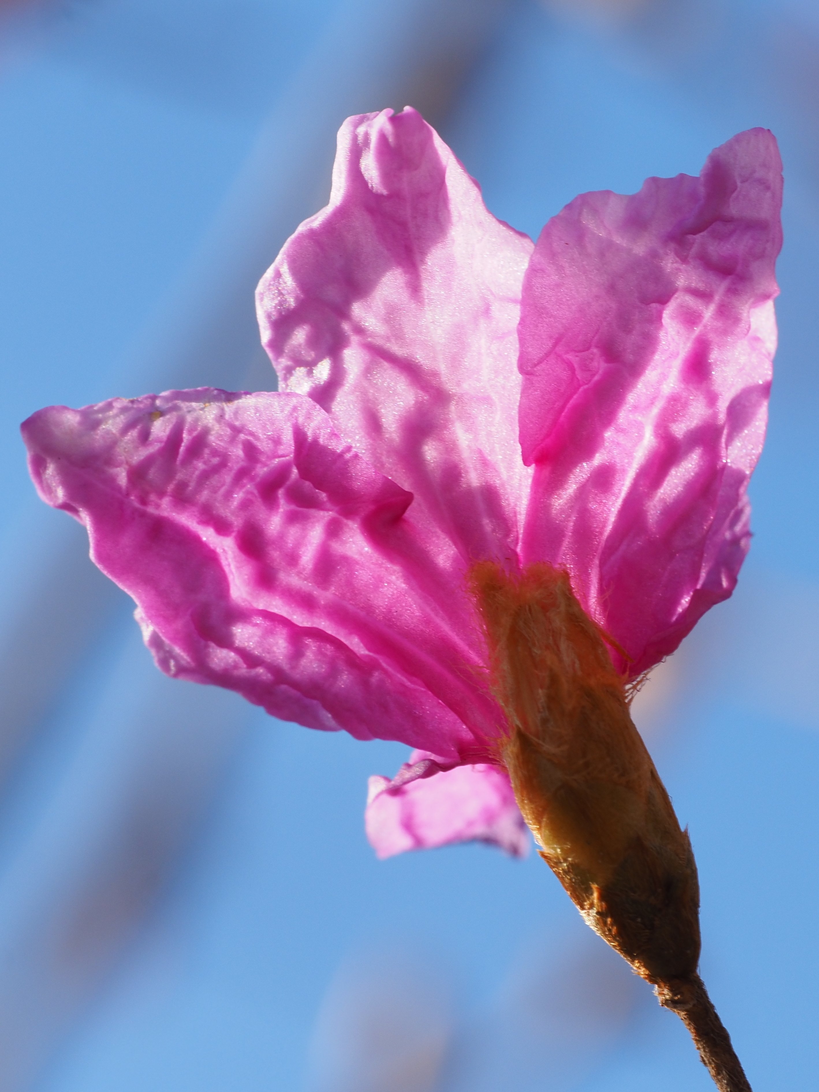 185．庭のコバノミツバツツジ｜sasayan